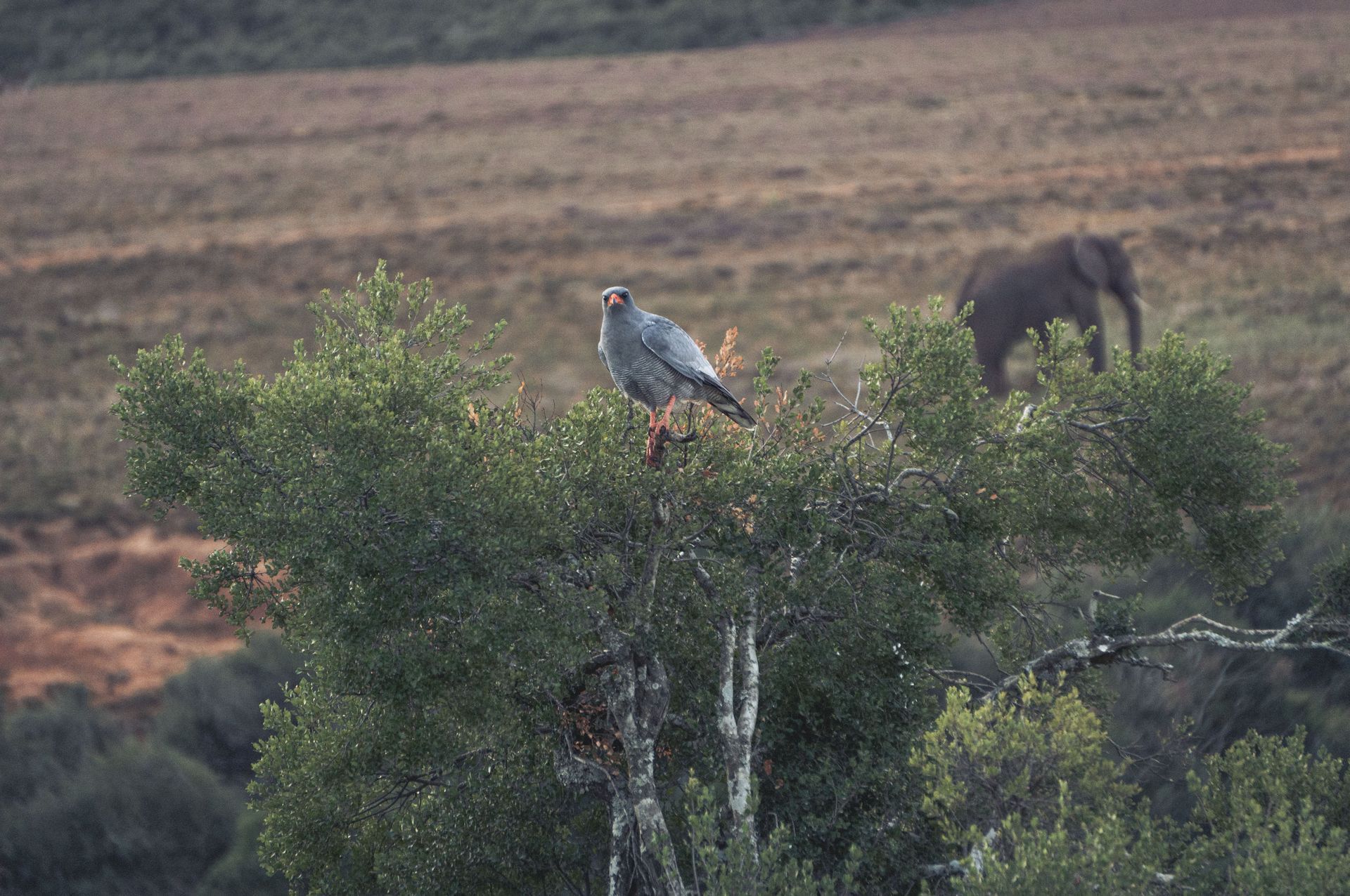 Addo Safaripark