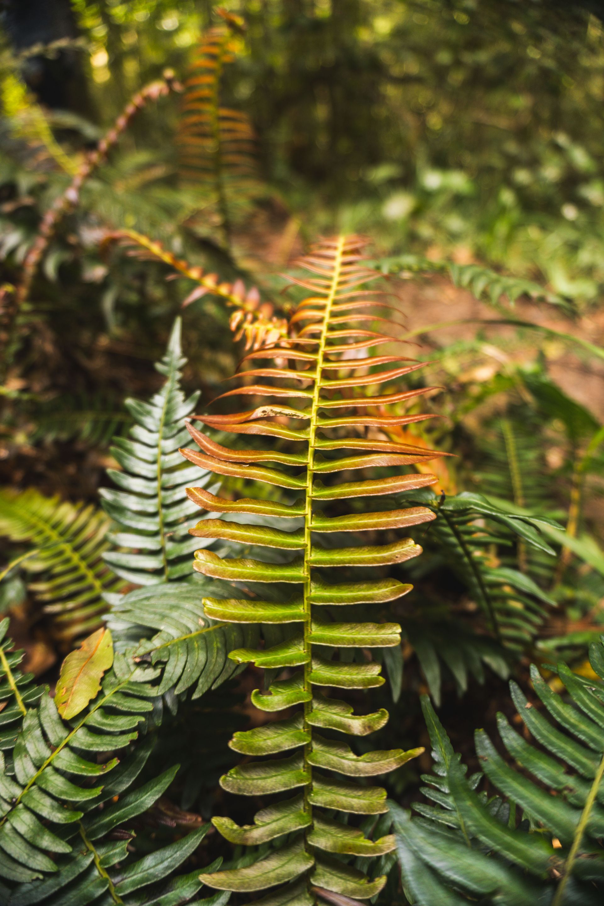 Greater Plettenberg Bay, South Africa, Südafrika