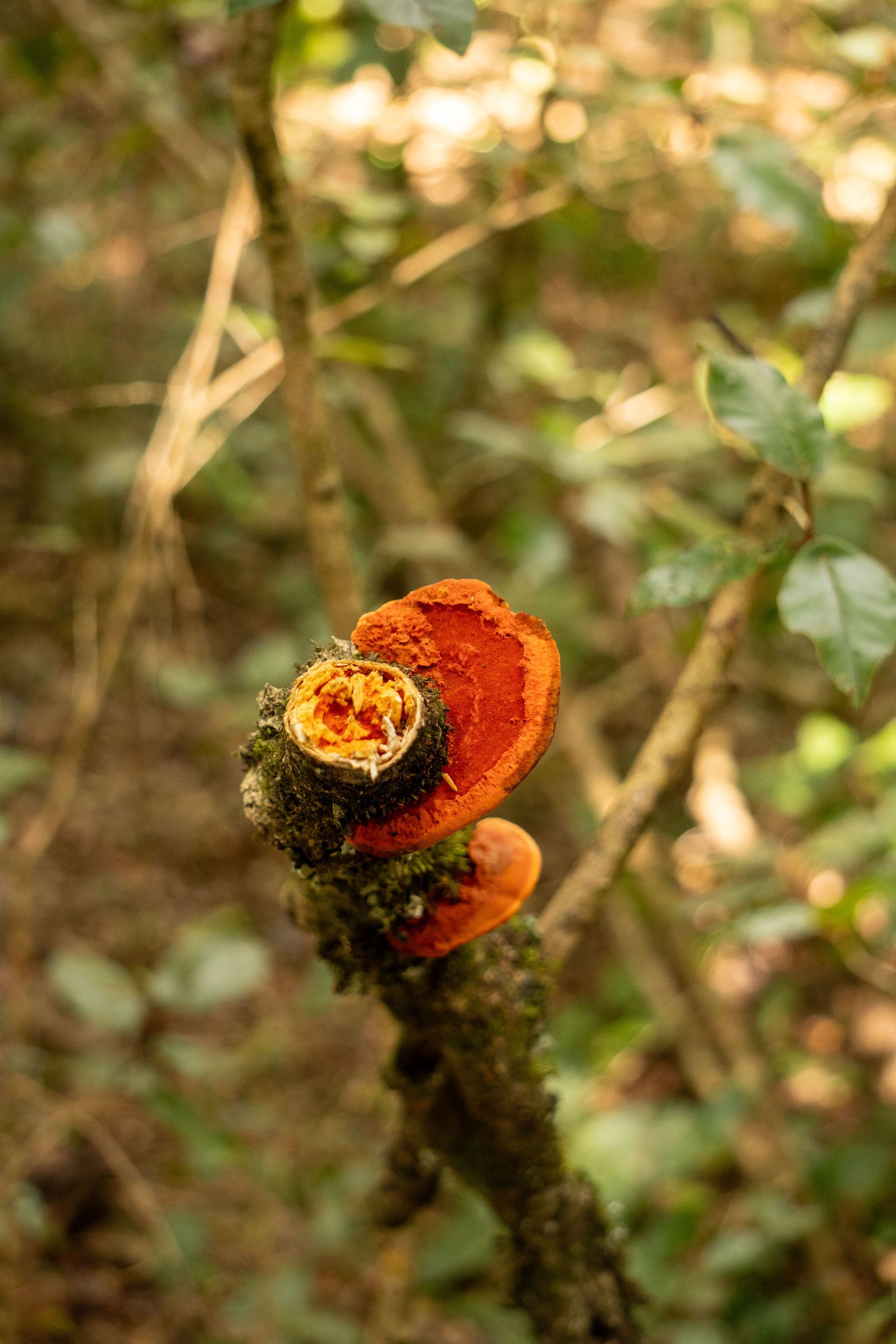 Greater Plettenberg Bay, South Africa, Südafrika