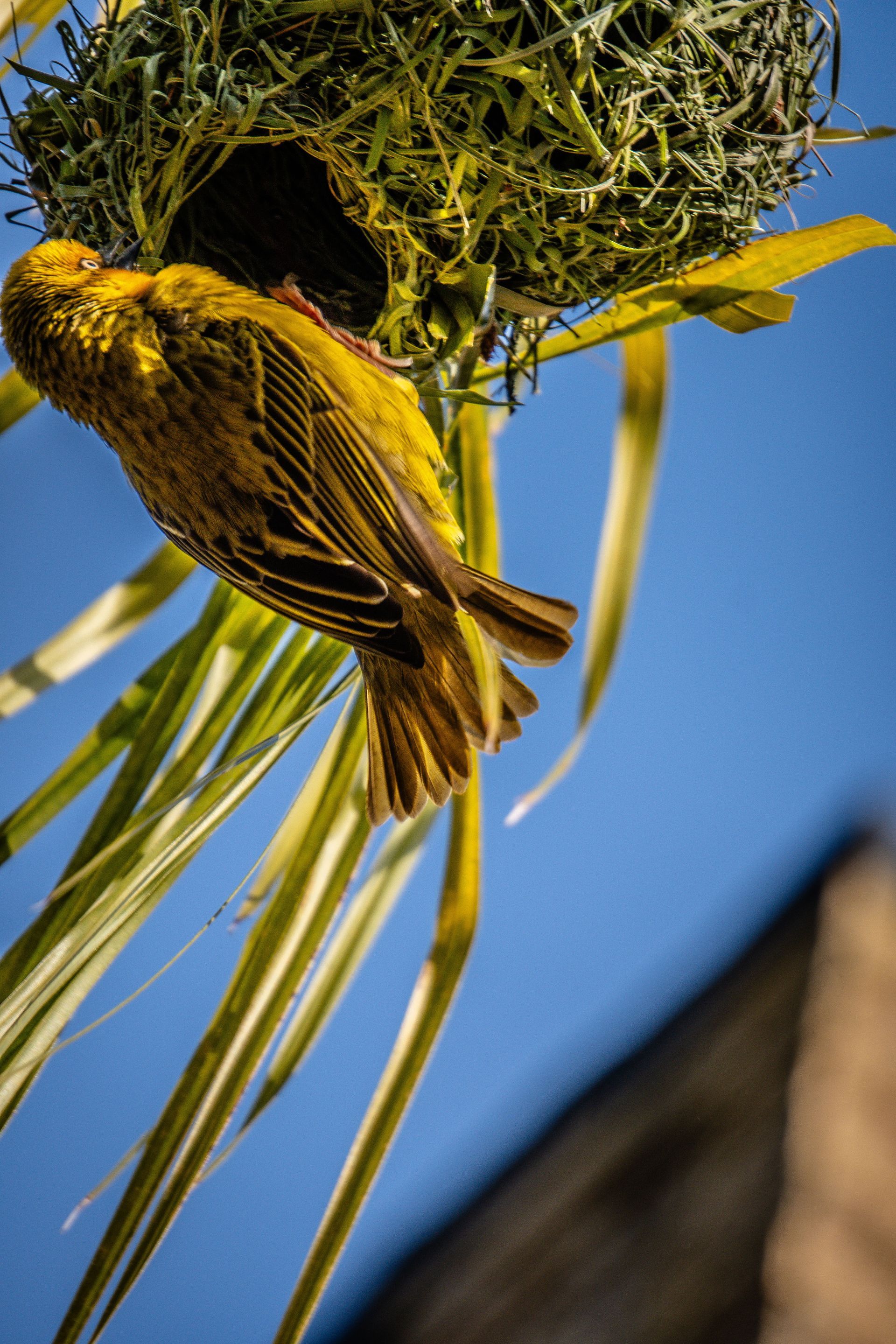 Webervogel Südafrika
