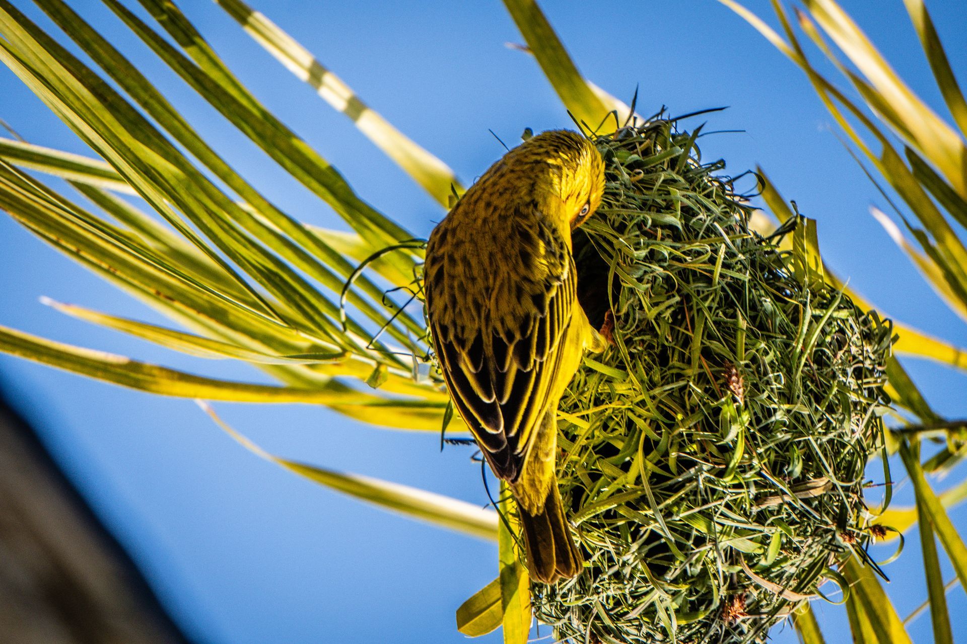 Webervogel Südafrika