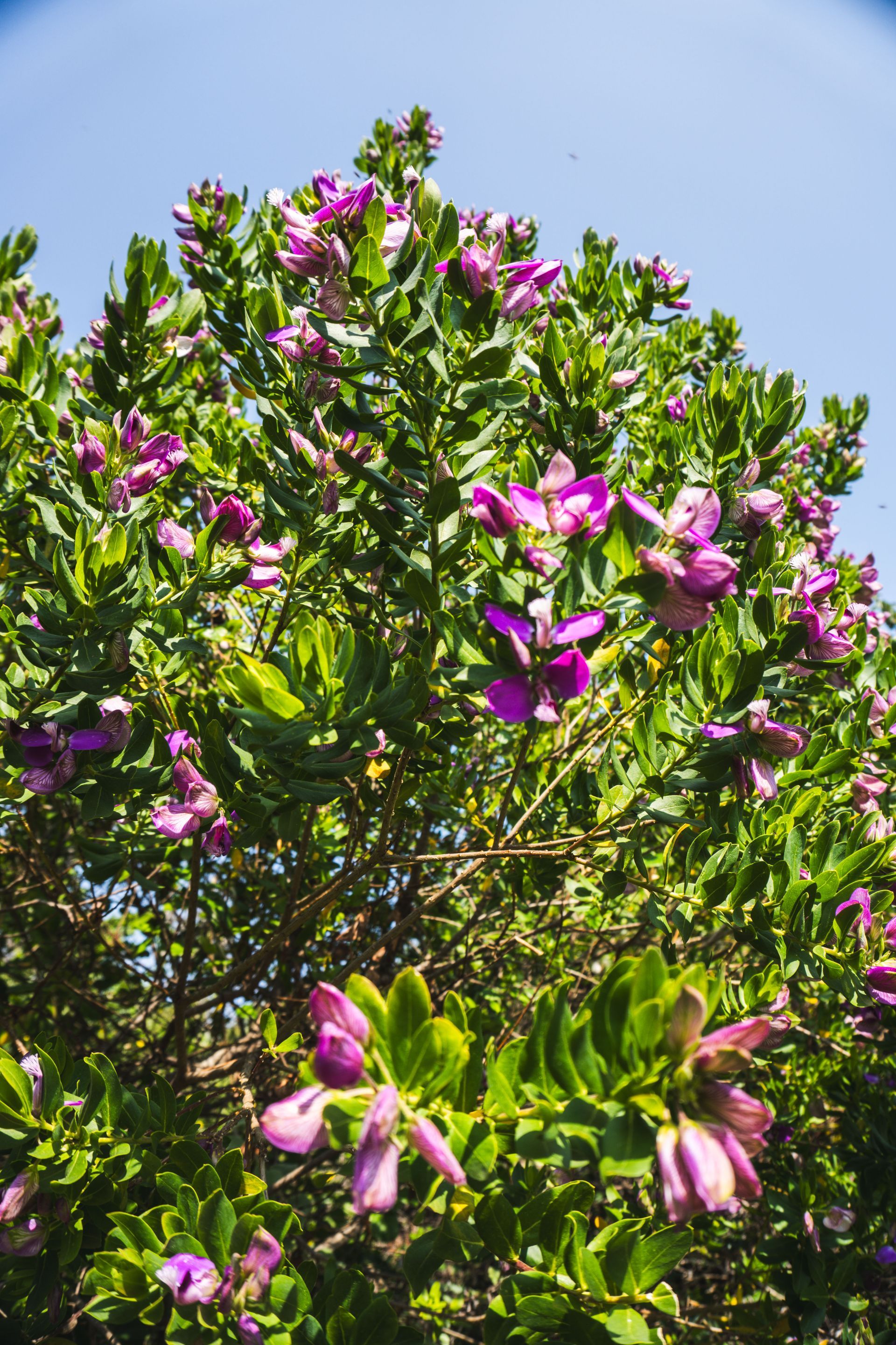 Featherbed Nature Reserve