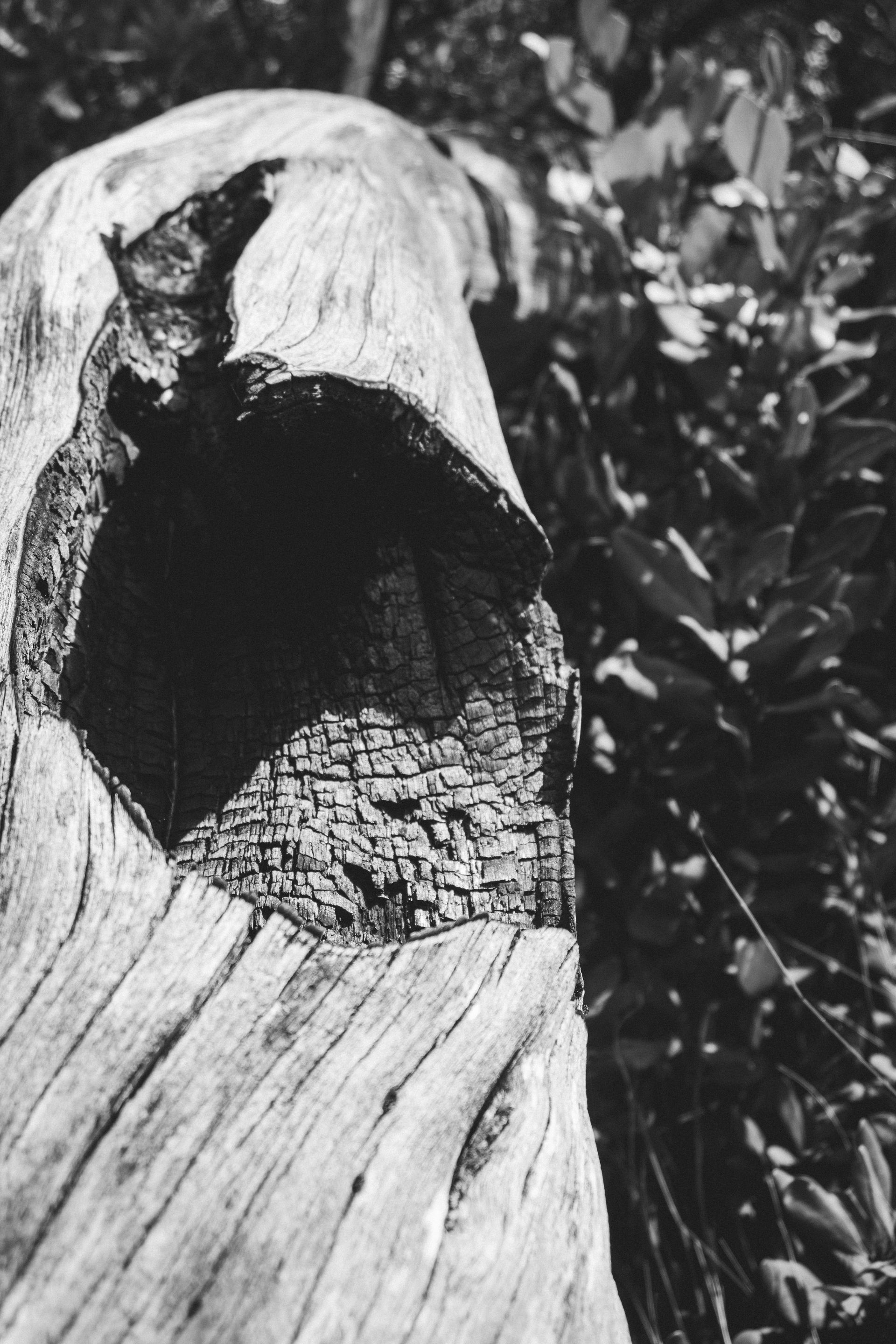 Featherbed Nature Reserve