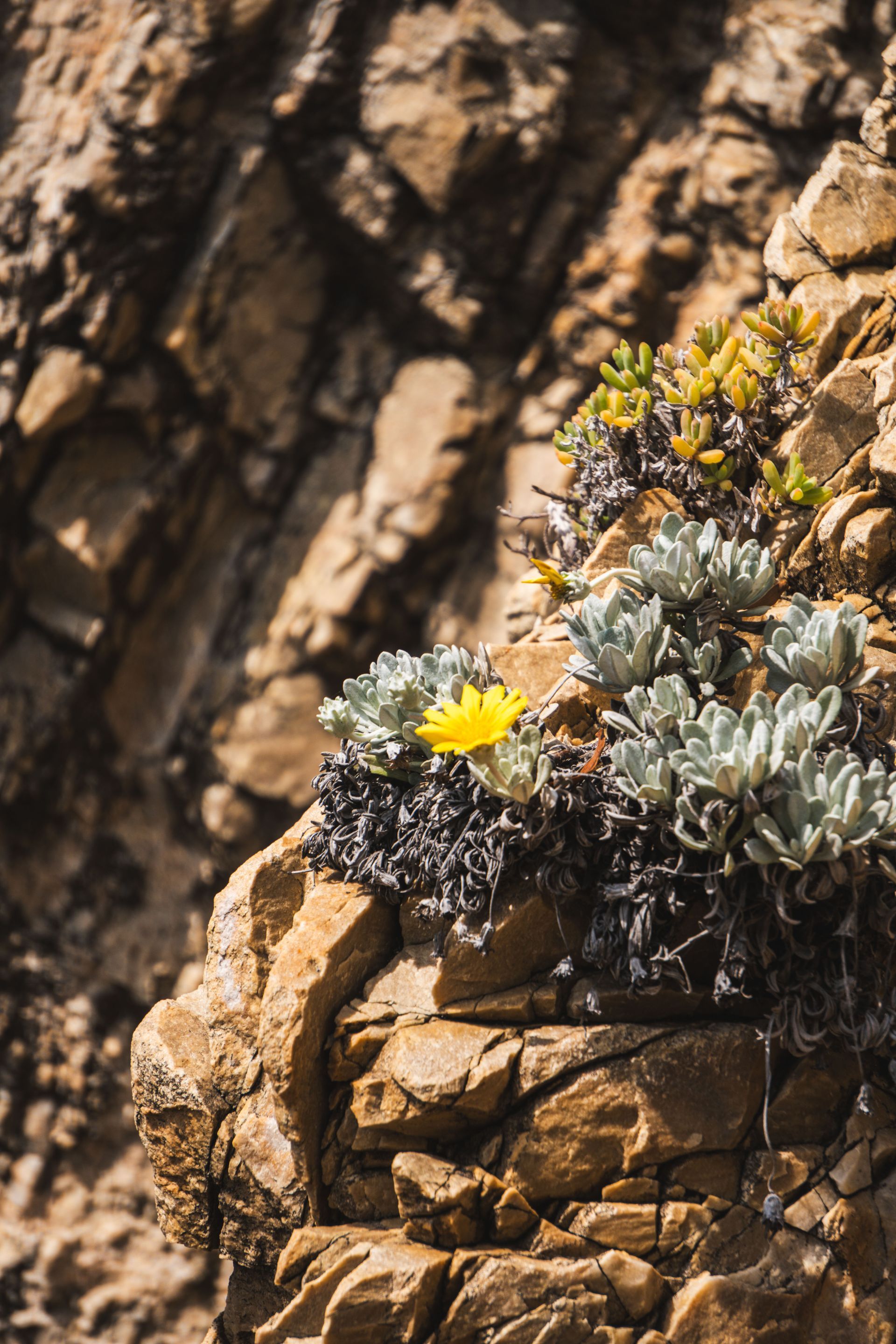 Featherbed Nature Reserve