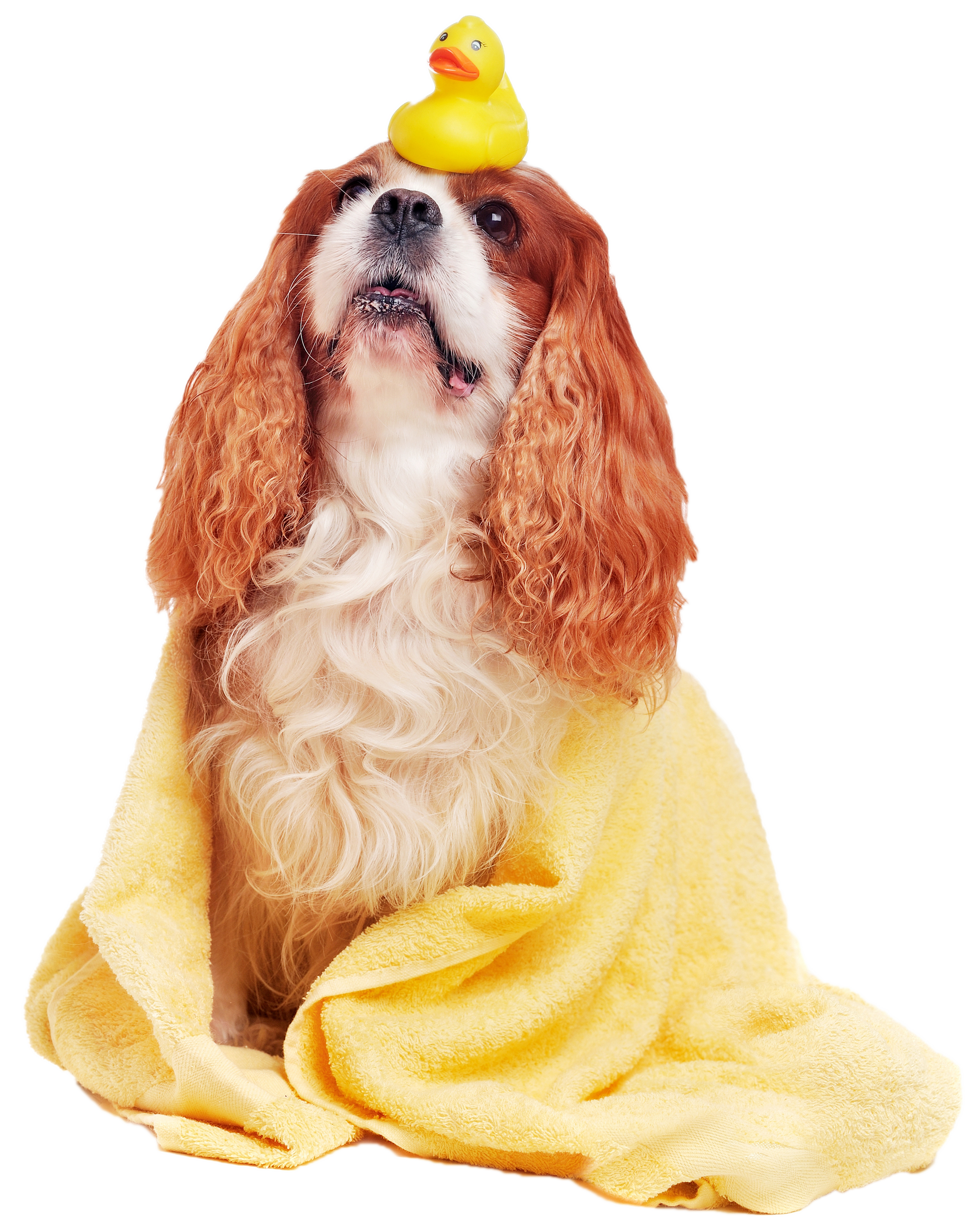 A brown and white dog with a yellow rubber duck on its head