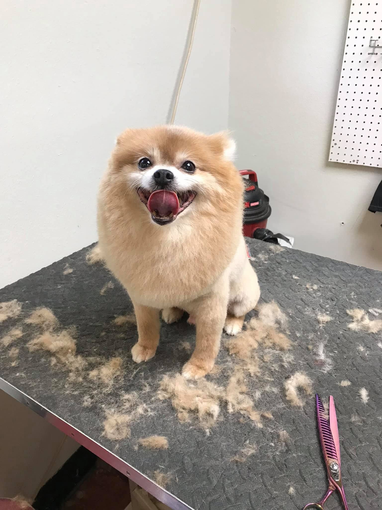A pomeranian dog is sitting on a table with a lot of hair on it.