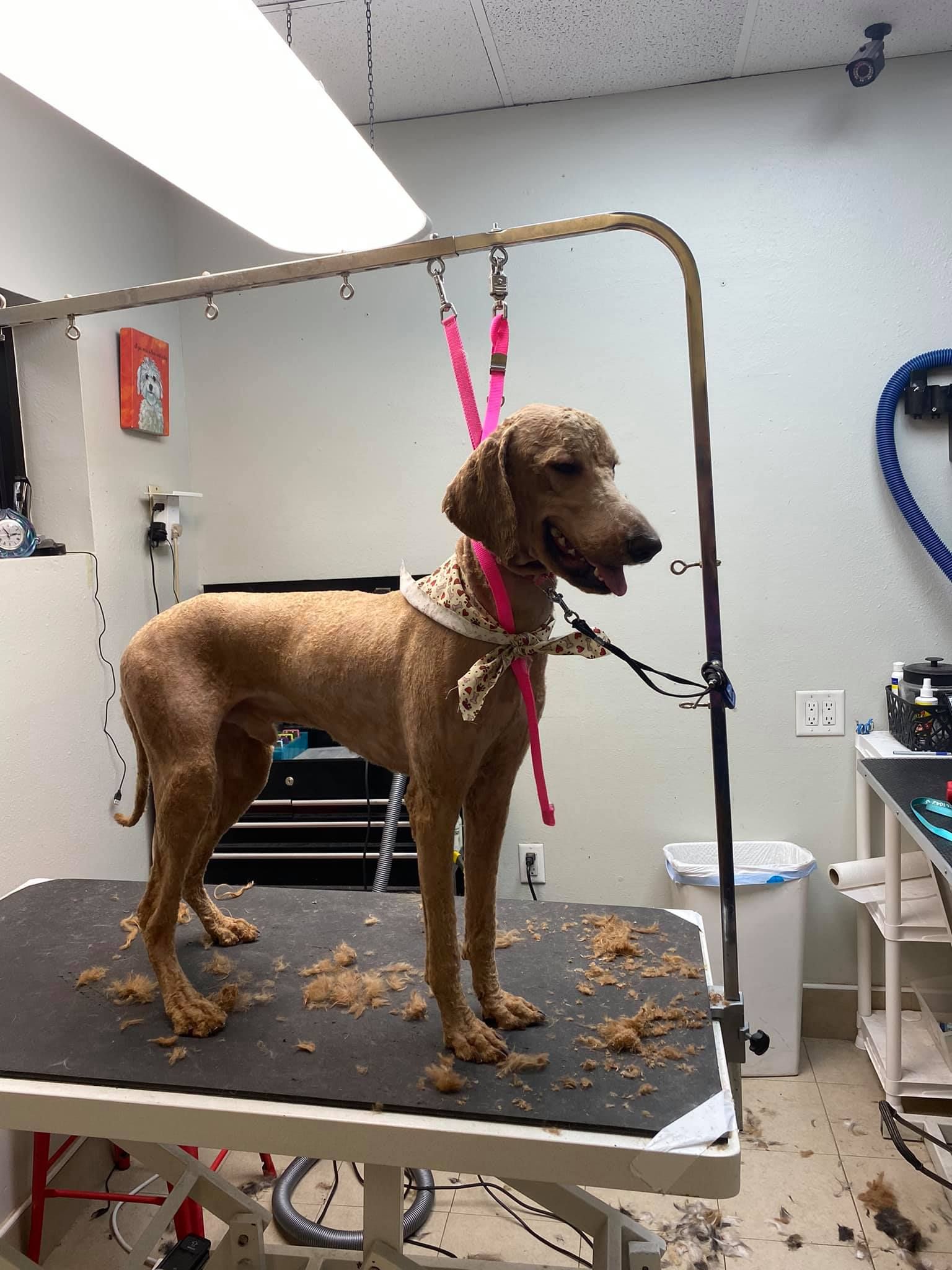 A dog is standing on a grooming table in a room.