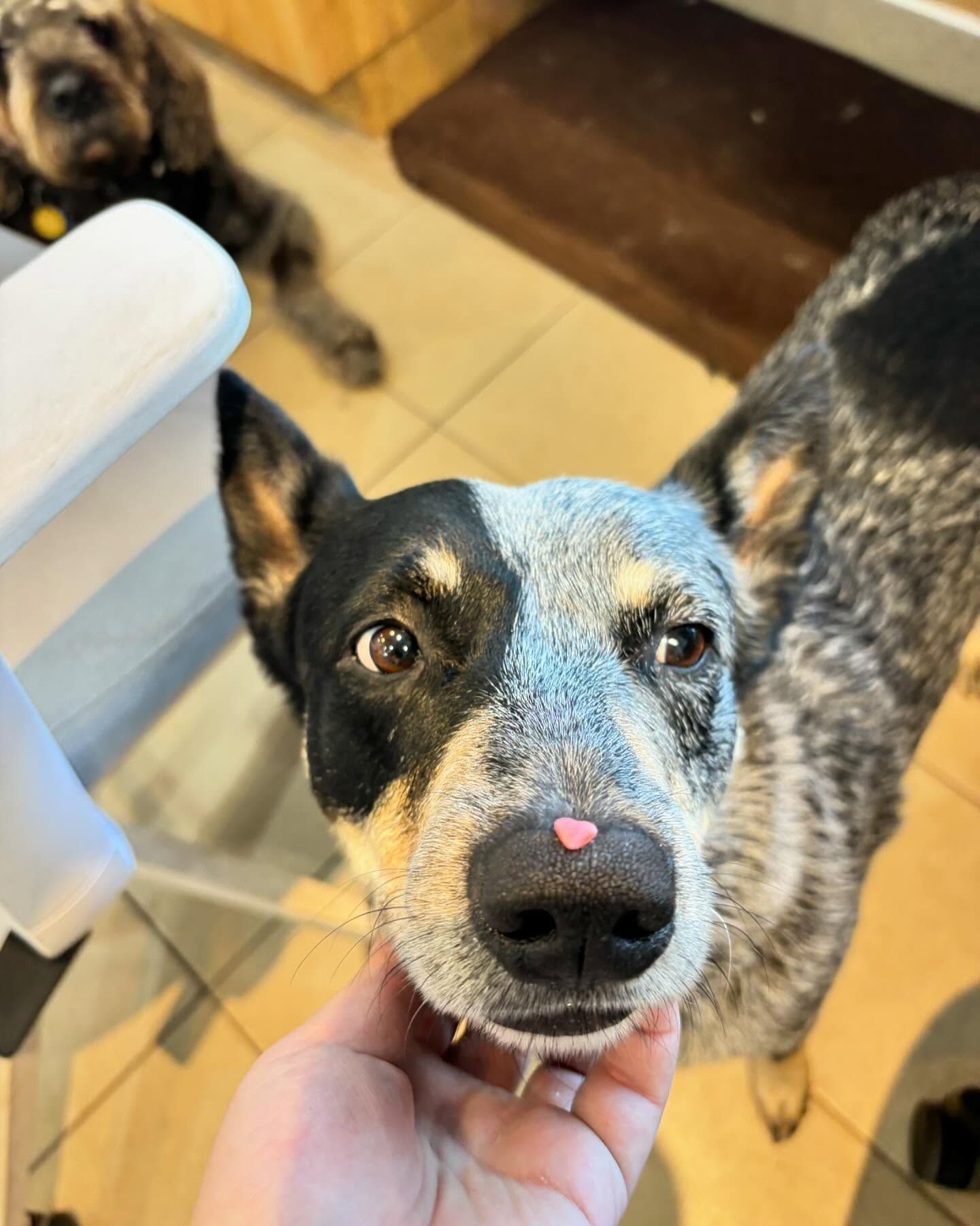 A black and white dog with a pink nose is being held by a person.