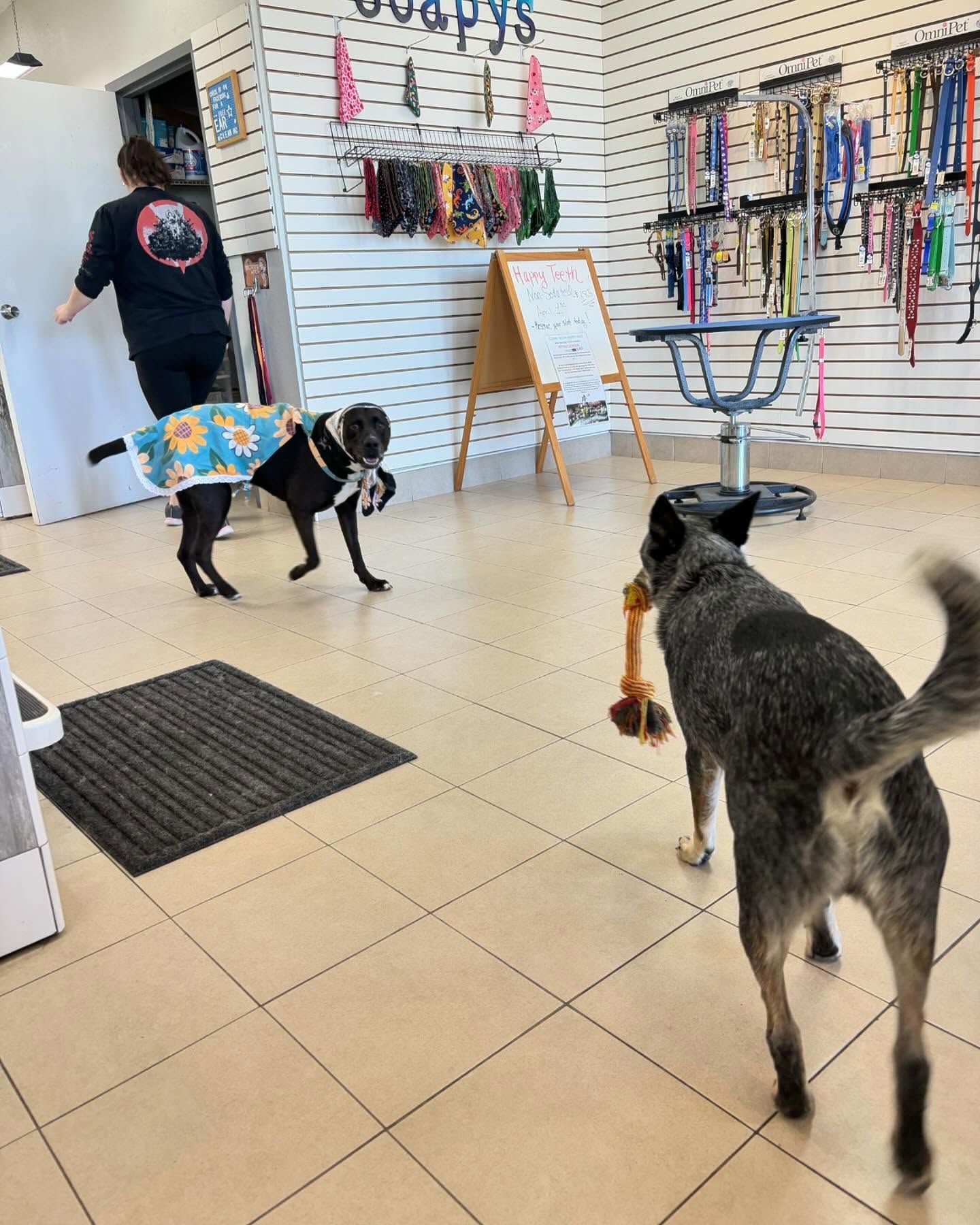 Two dogs are playing in a room with a woman standing in the background.