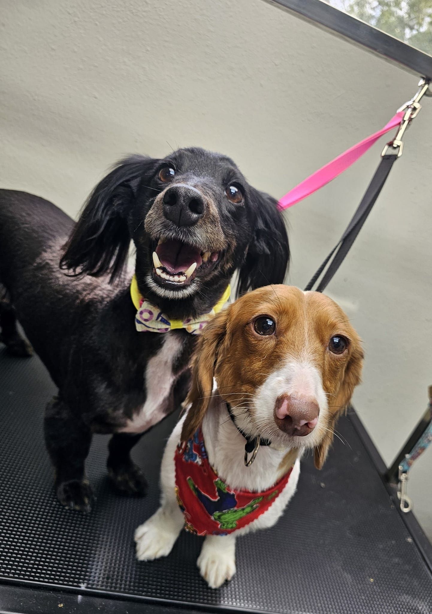 Two dogs are standing next to each other on a table.