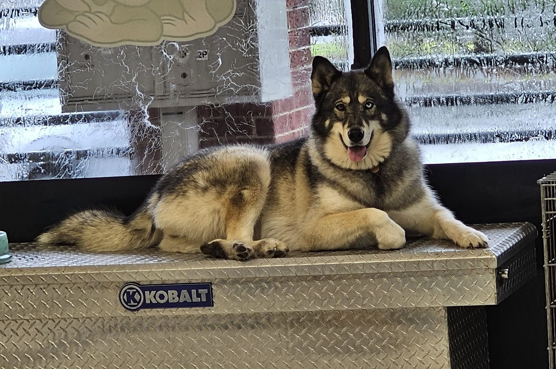 A dog is laying on top of a metal box.