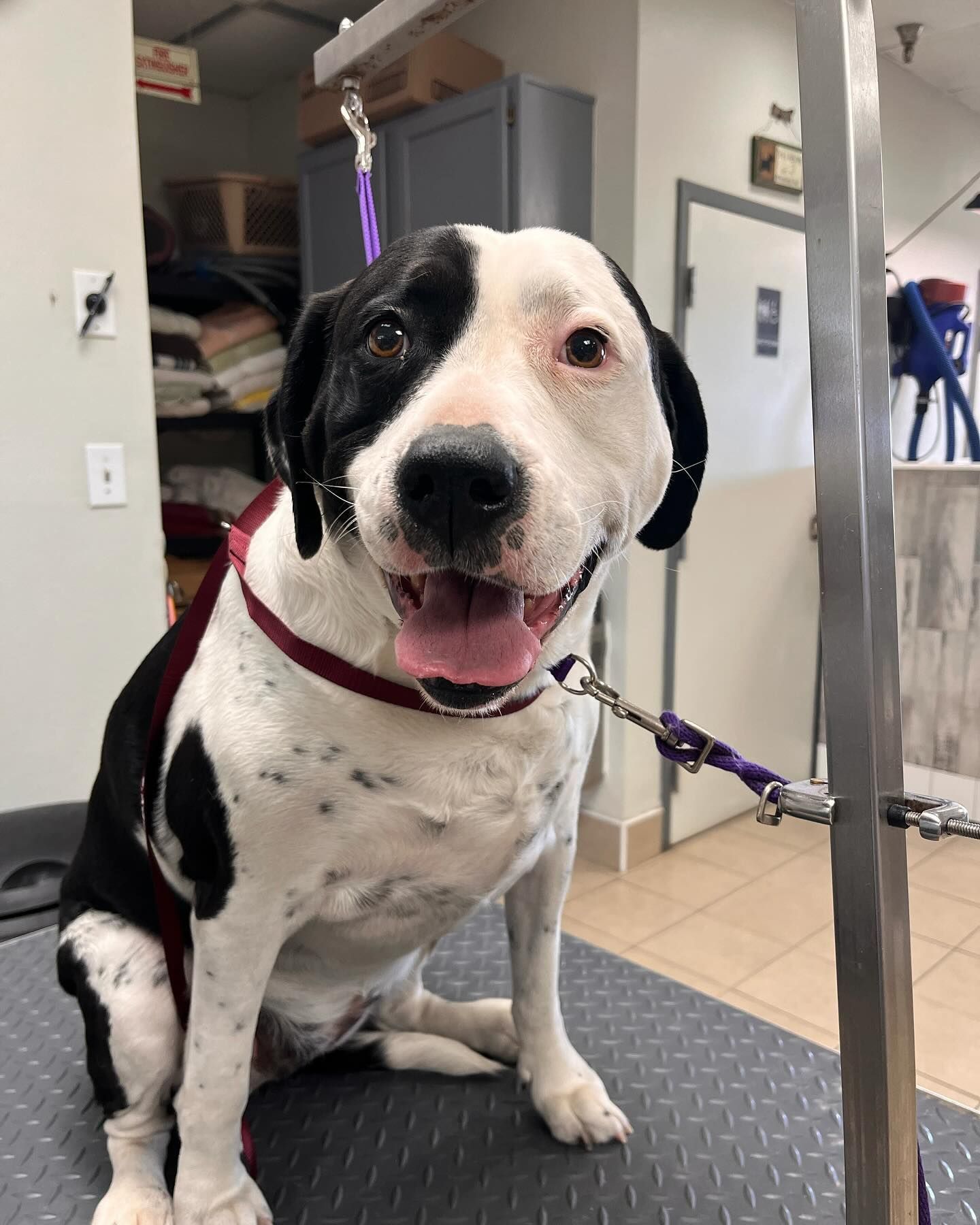 A group of dogs are playing in the dirt in a yard.