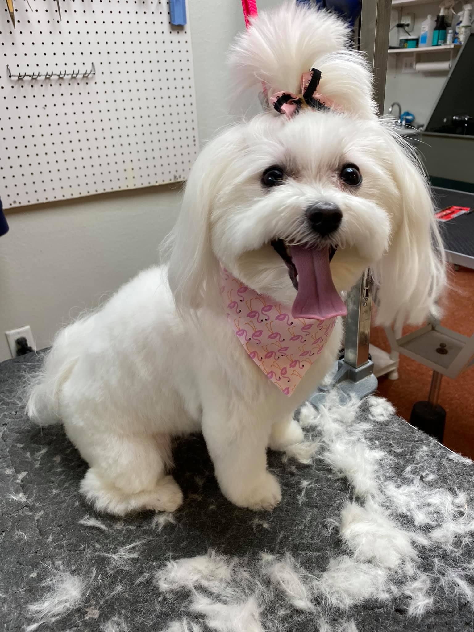 A small white dog with a pink bow on its head is sitting on a table.