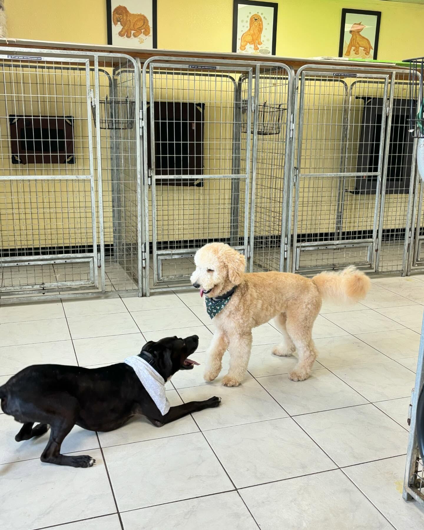 Two dogs are playing with each other in a kennel