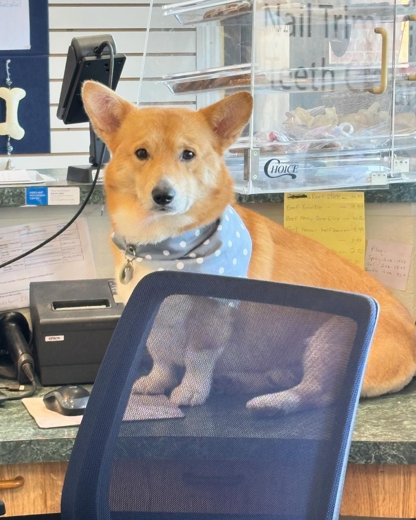 A dog wearing a bandana is sitting at a desk