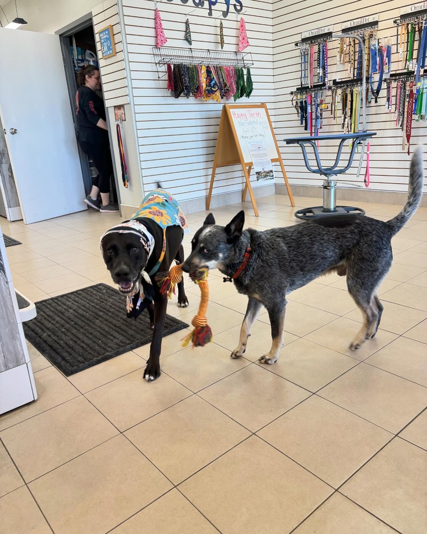 Two dogs are playing with a toy in a store.