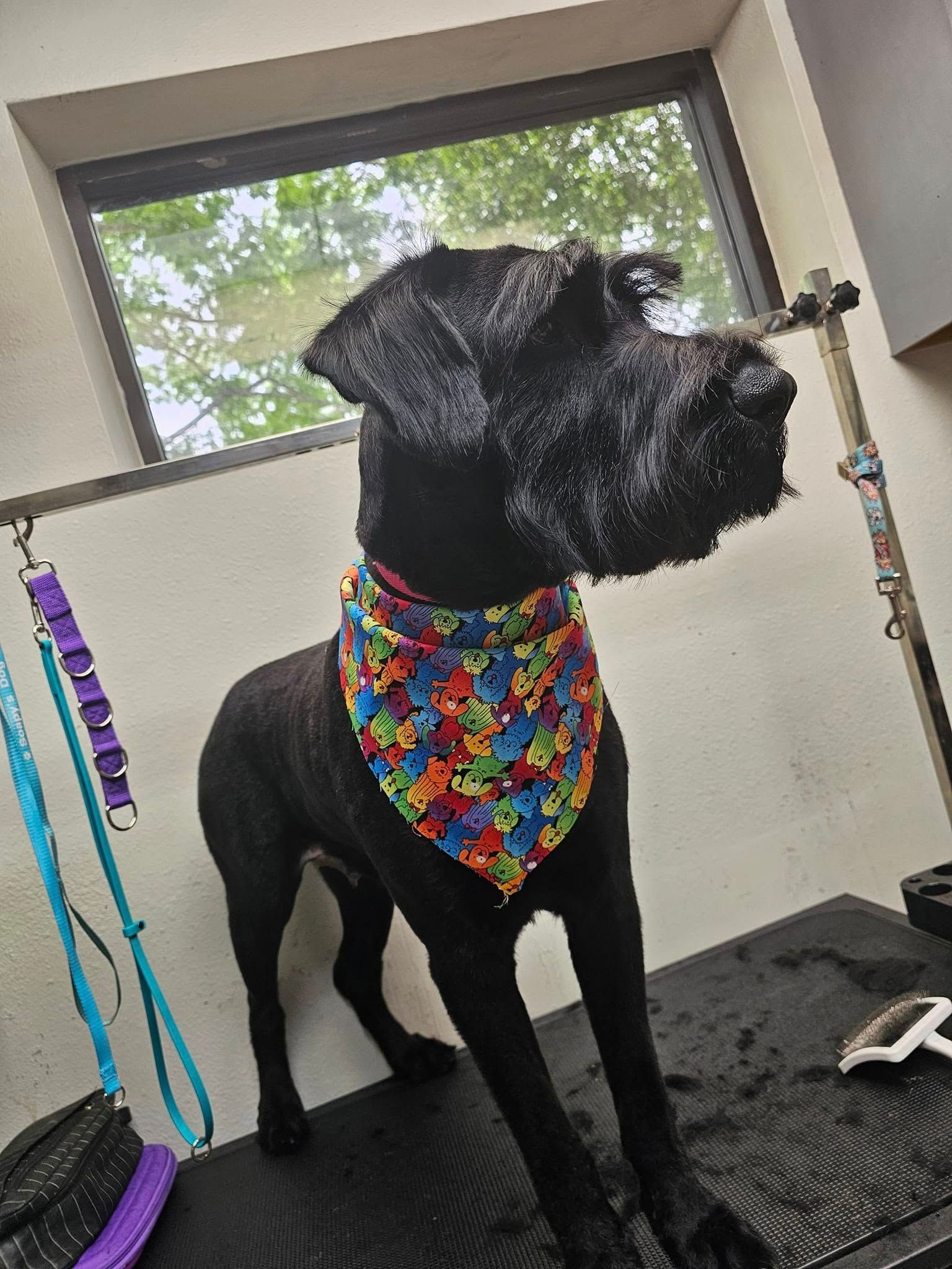 A black dog wearing a colorful bandana is sitting on a grooming table.