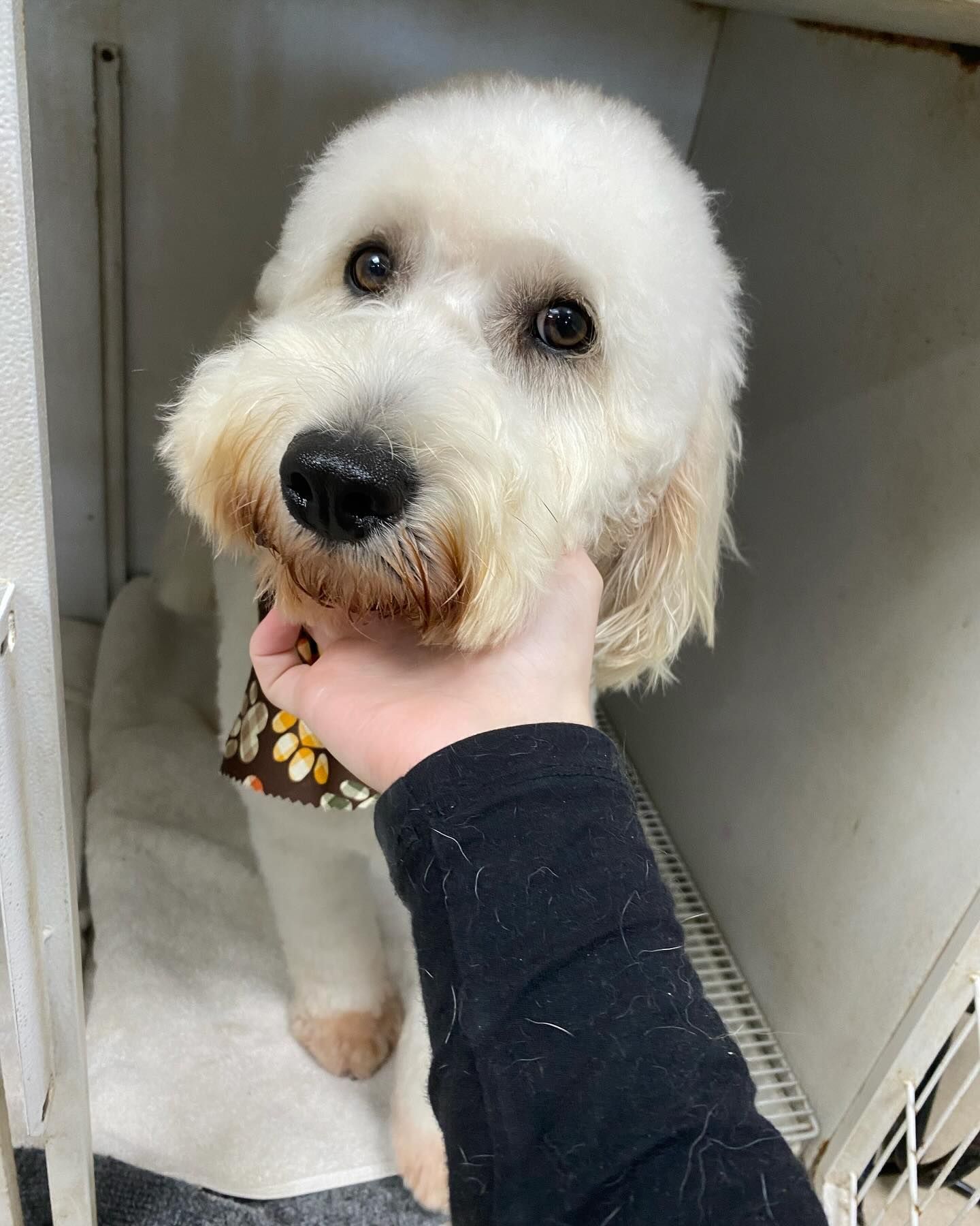 A person is holding a small white dog in a cage.