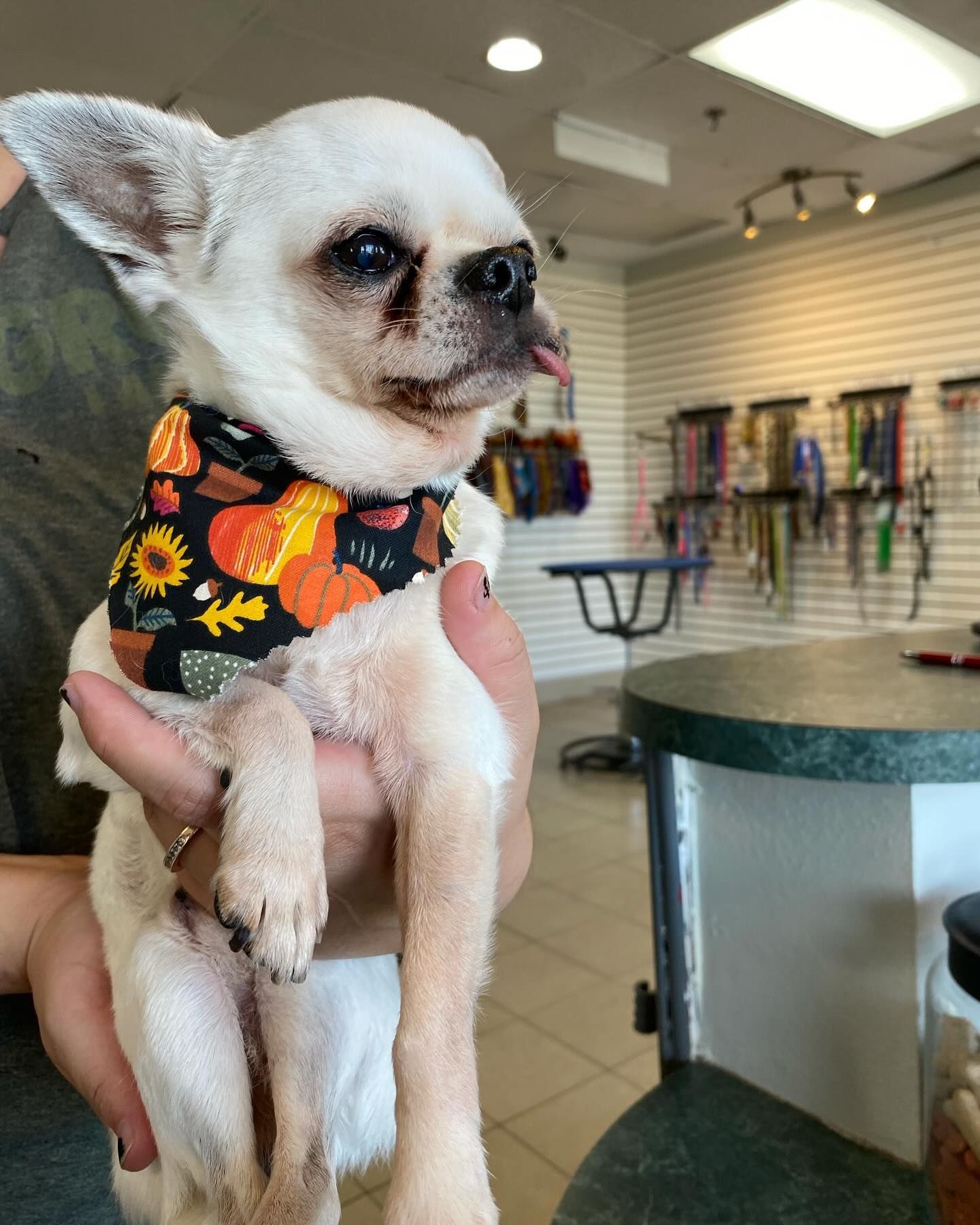 A person is holding a small white dog wearing a bandana.