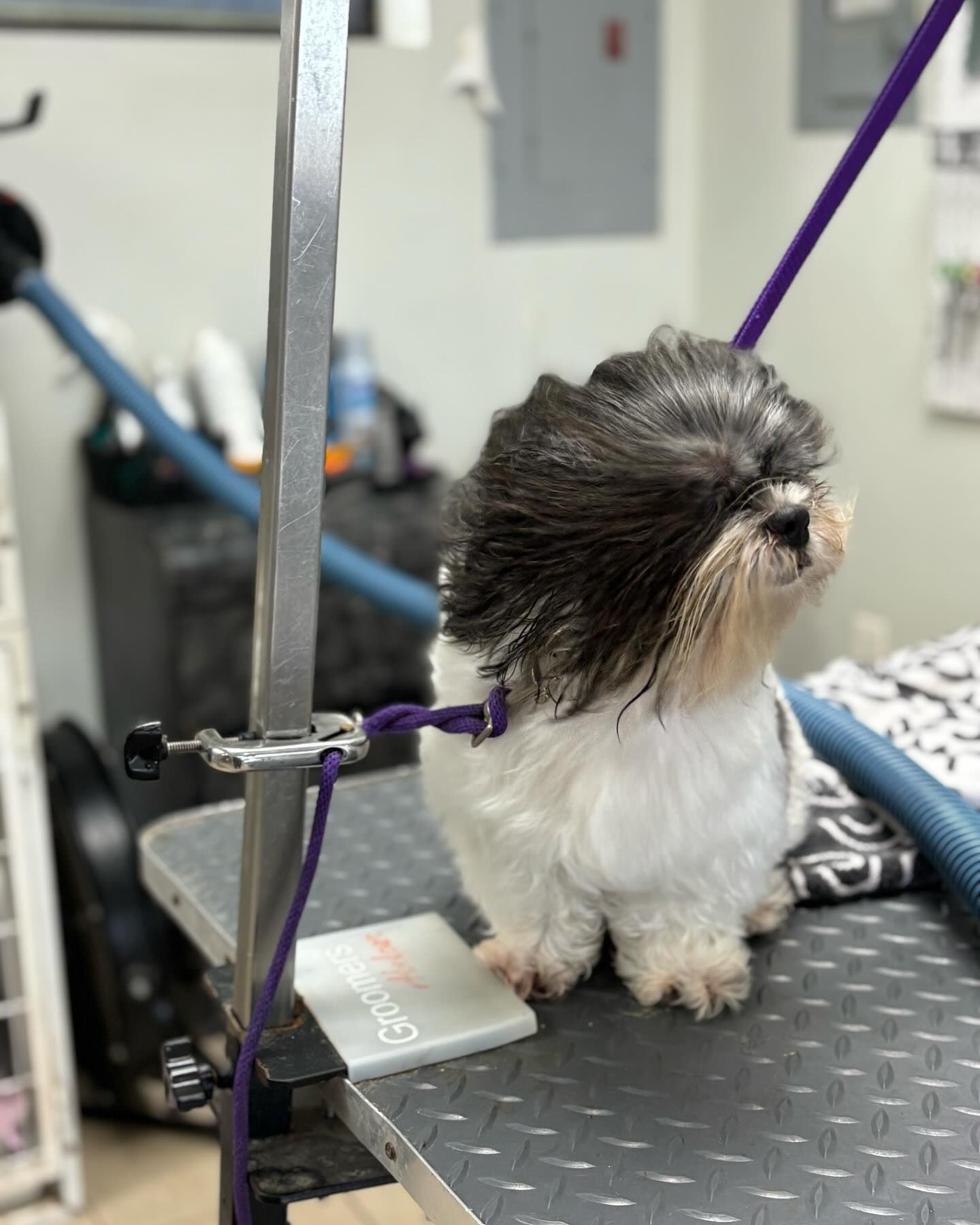 A small dog is sitting on a grooming table with a purple leash.