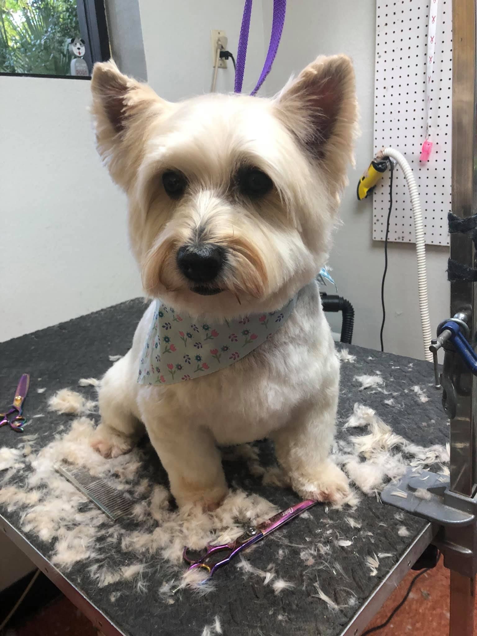 A small dog is sitting on a table with a lot of hair on it.