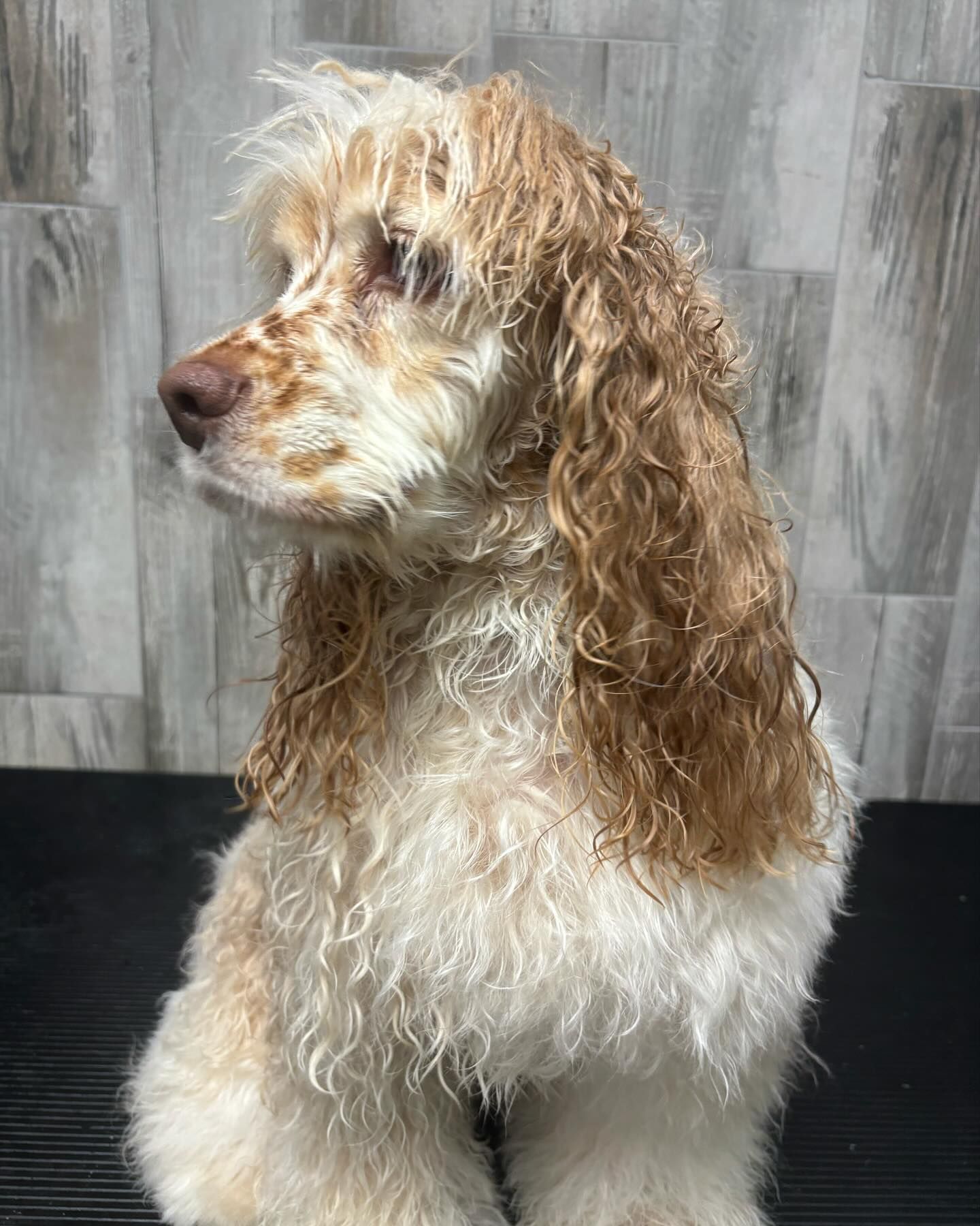 A cocker spaniel puppy is sitting on a black table.