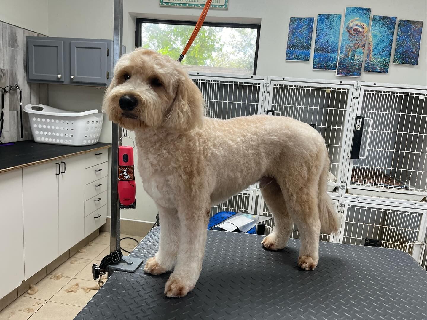 A small dog is standing on a table in a grooming salon.