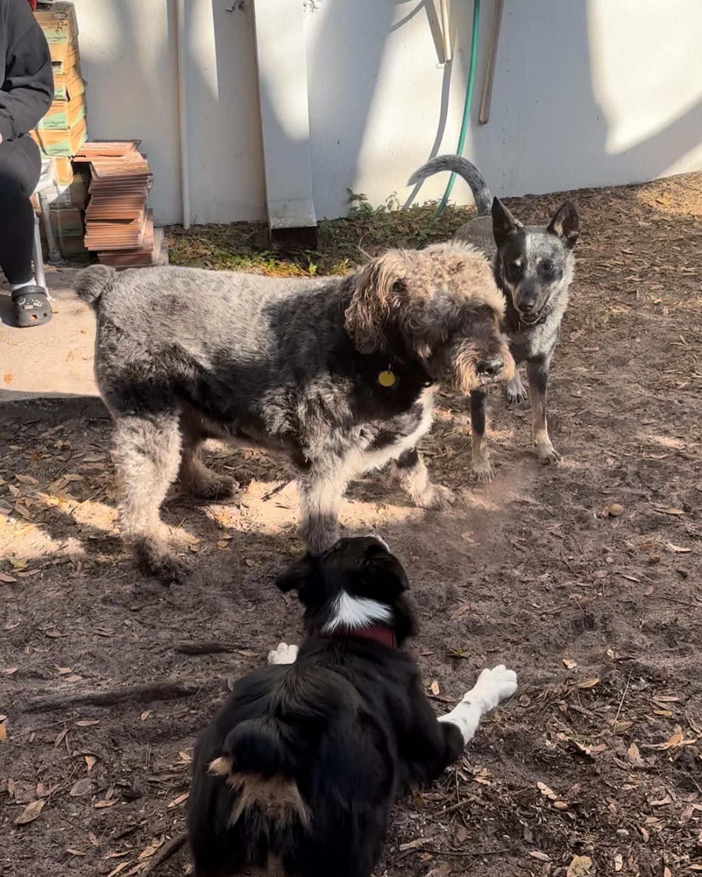 A group of dogs are playing in the dirt in a yard.