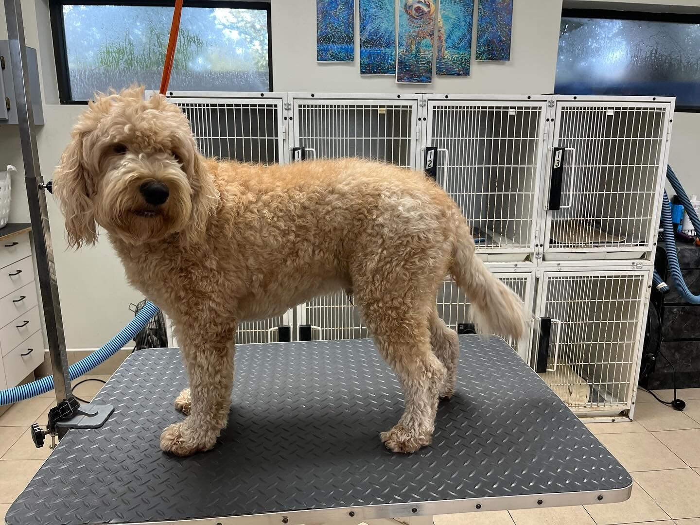 A dog is standing on a grooming table in a room.