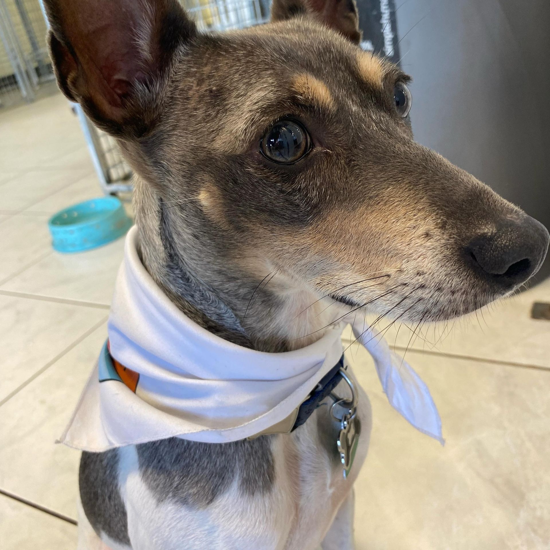 A close up of a dog wearing a bandana around its neck