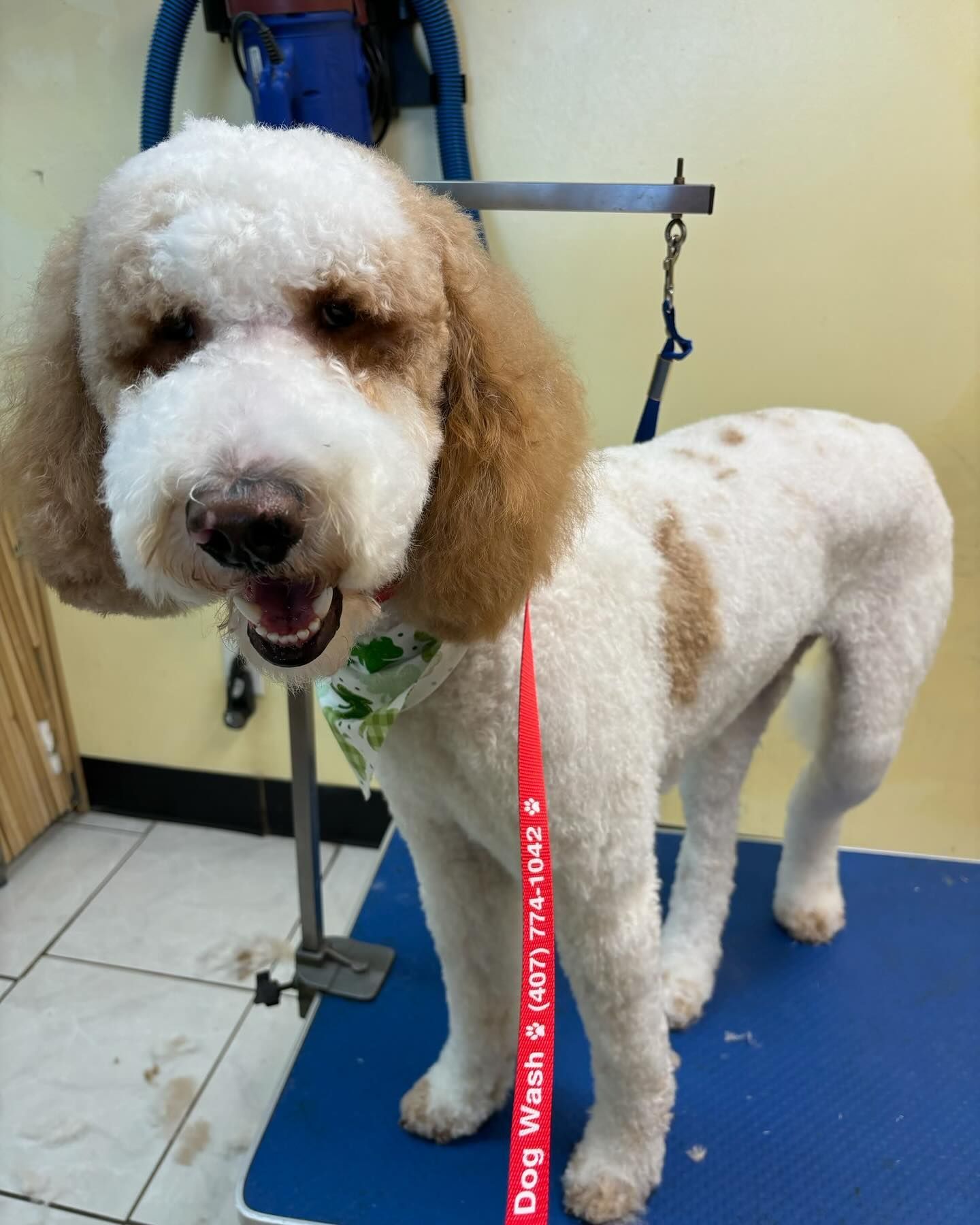 A brown and white dog with a red leash that says dog wash