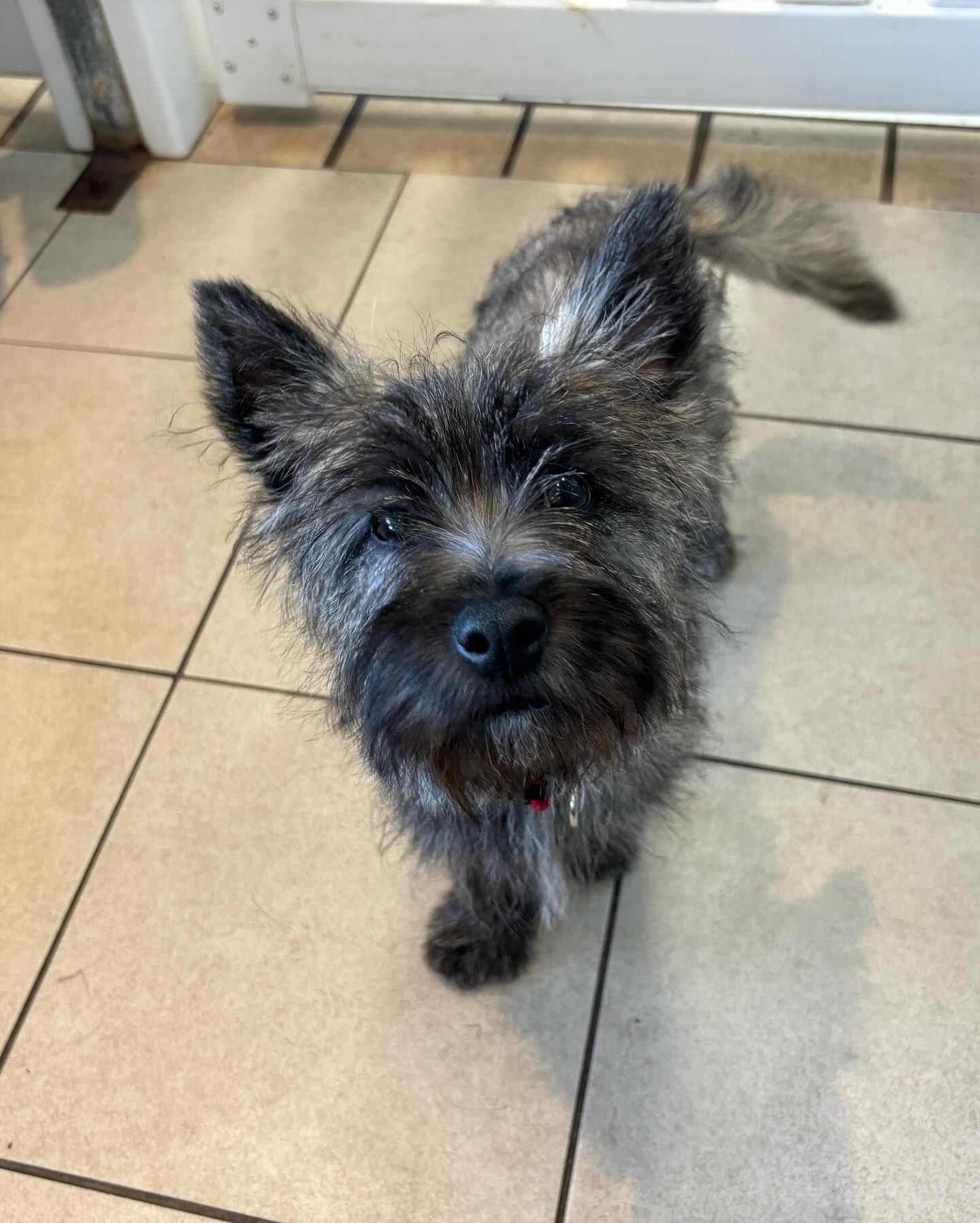 A small dog is standing on a tiled floor and looking at the camera.