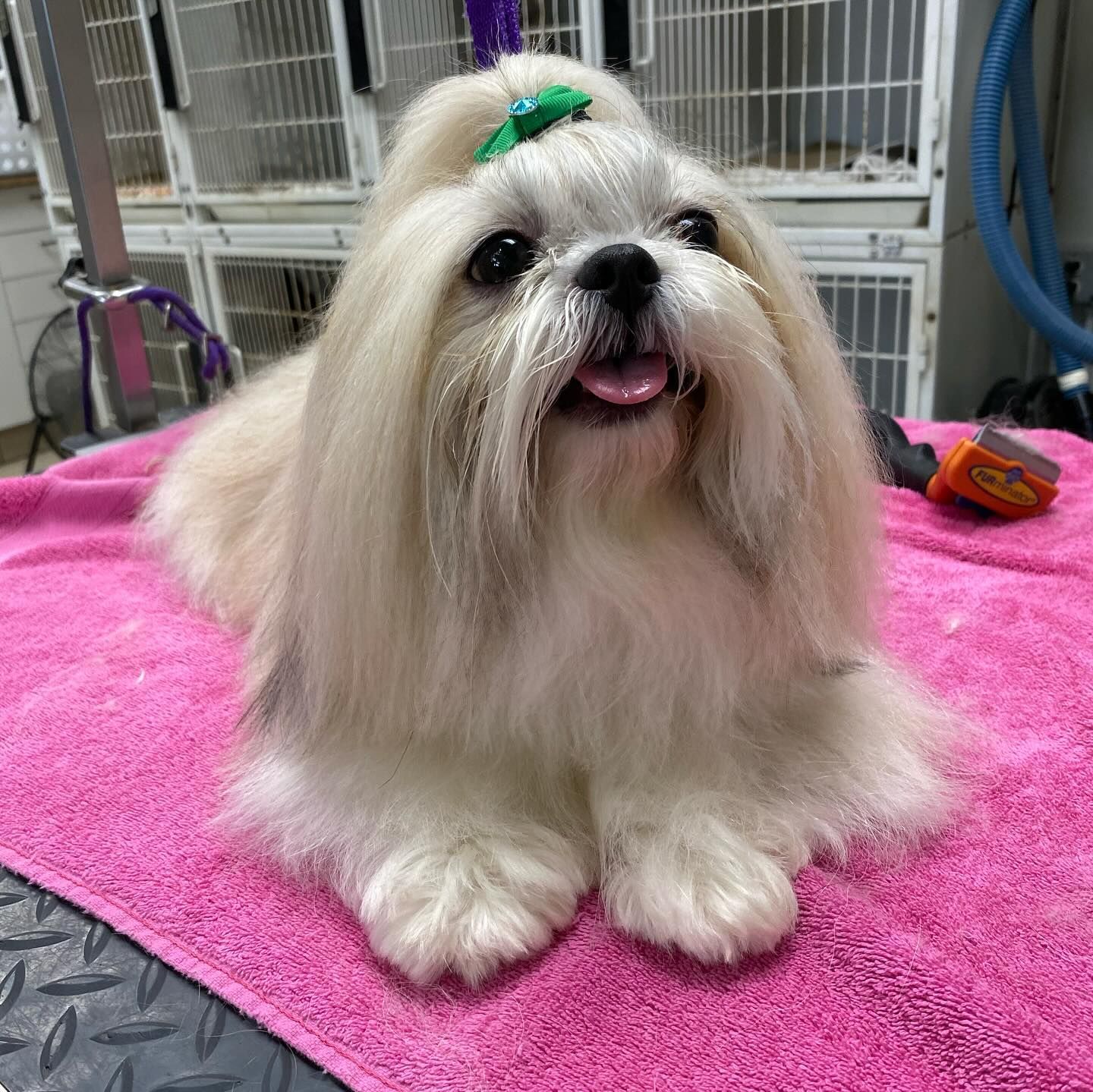 A small white dog is laying on a pink towel.