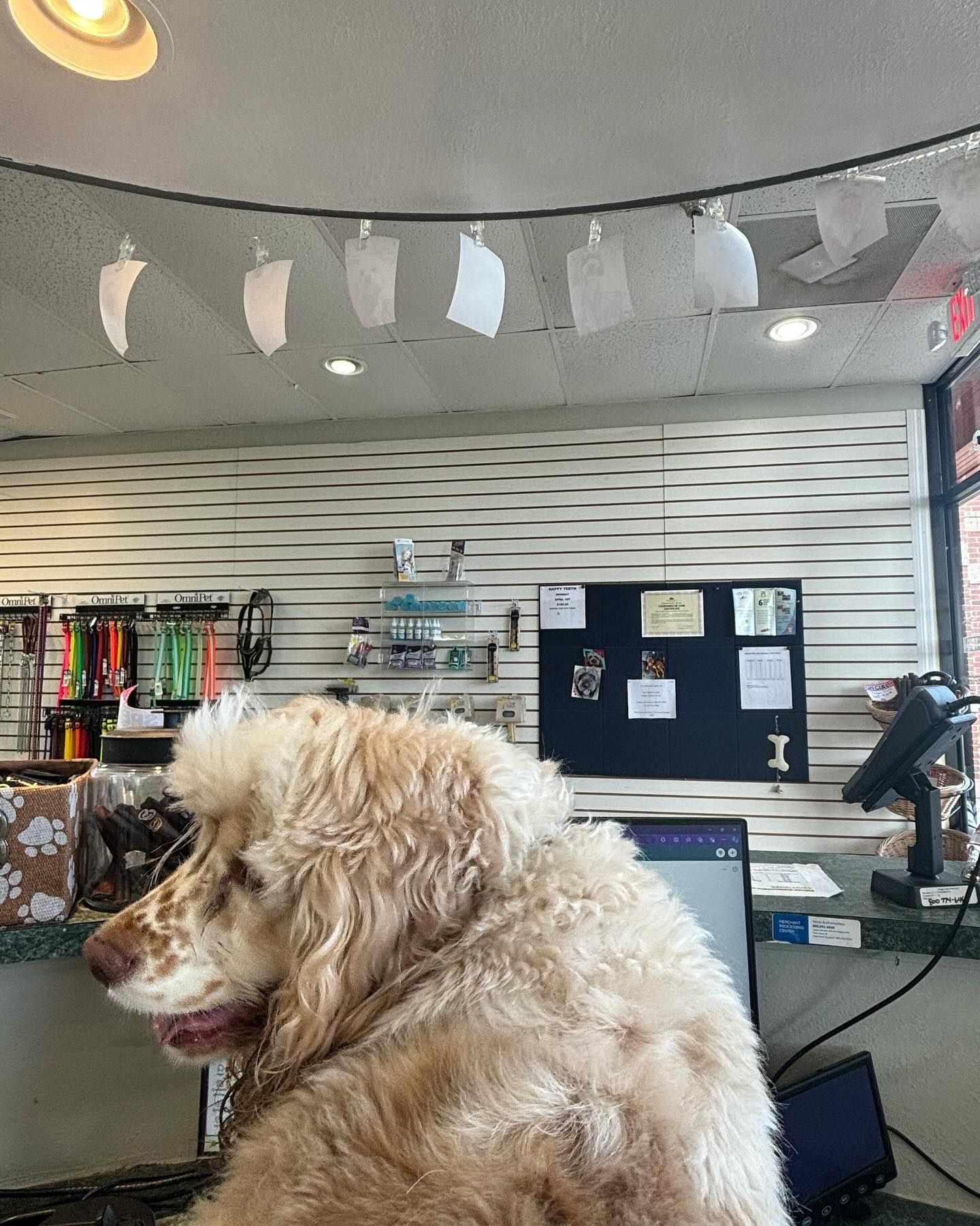 A dog is sitting in front of a computer in a store.