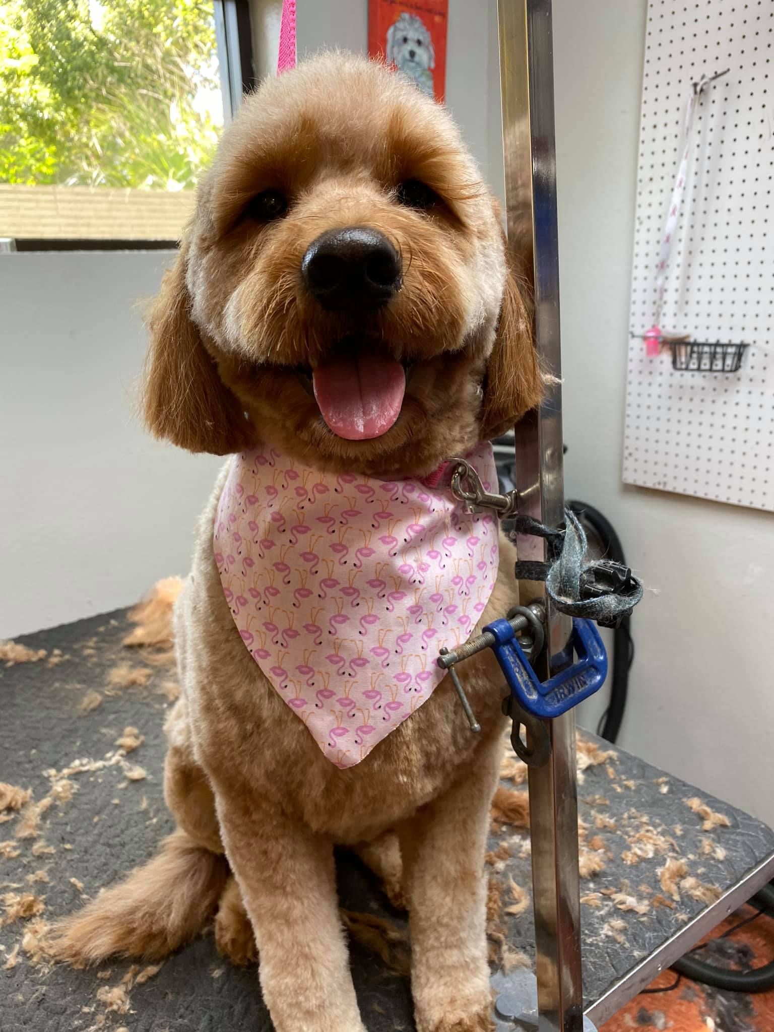 A poodle wearing a pink bandana is sitting on a grooming table.