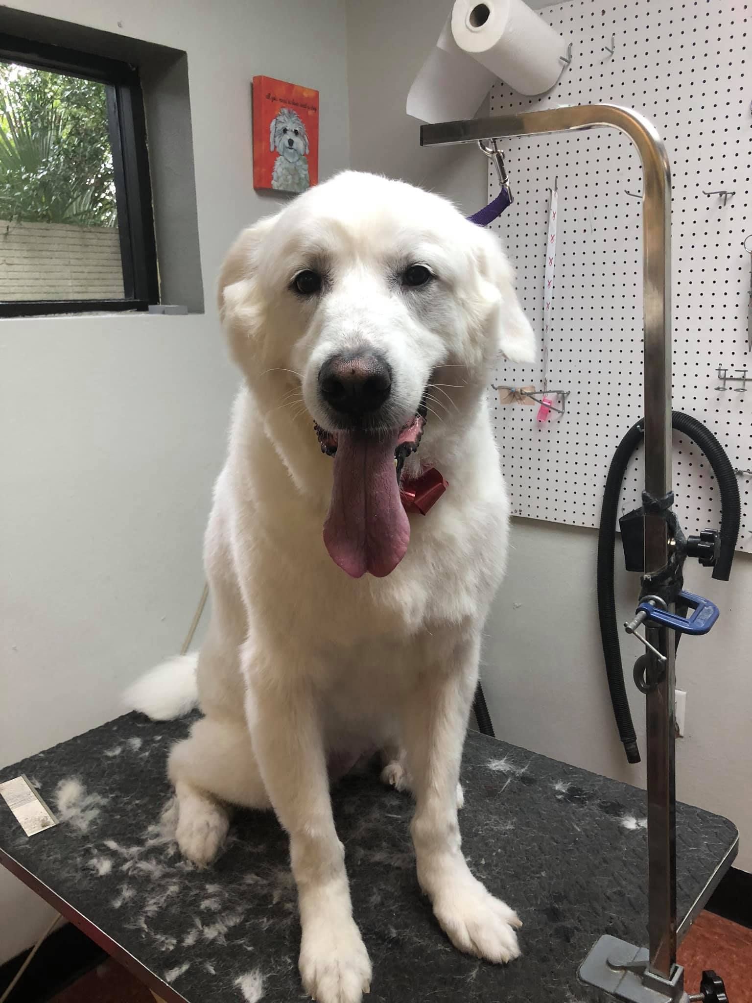 A white dog is sitting on a grooming table with its tongue hanging out.