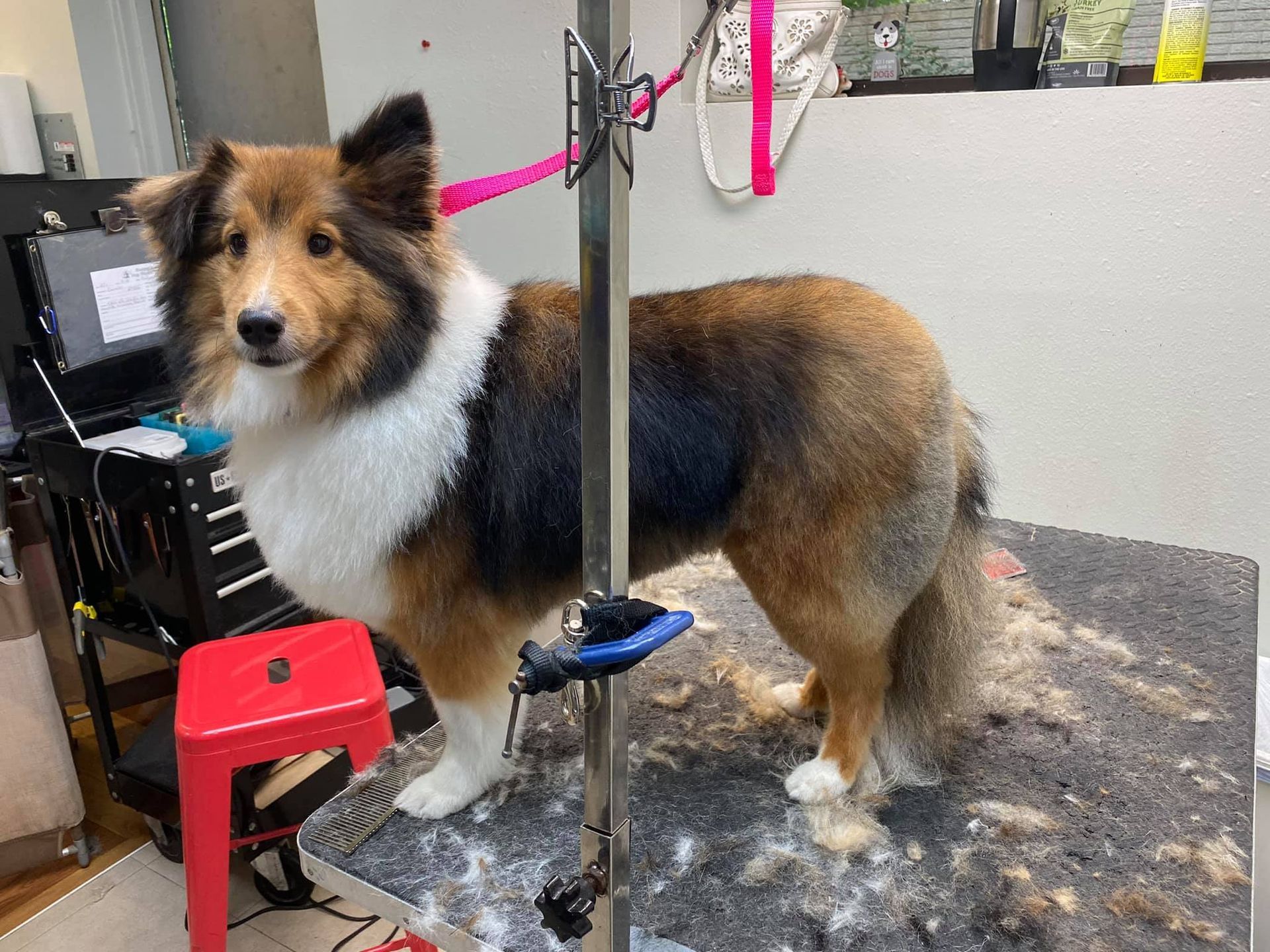 A shetland sheepdog is standing on a grooming table.