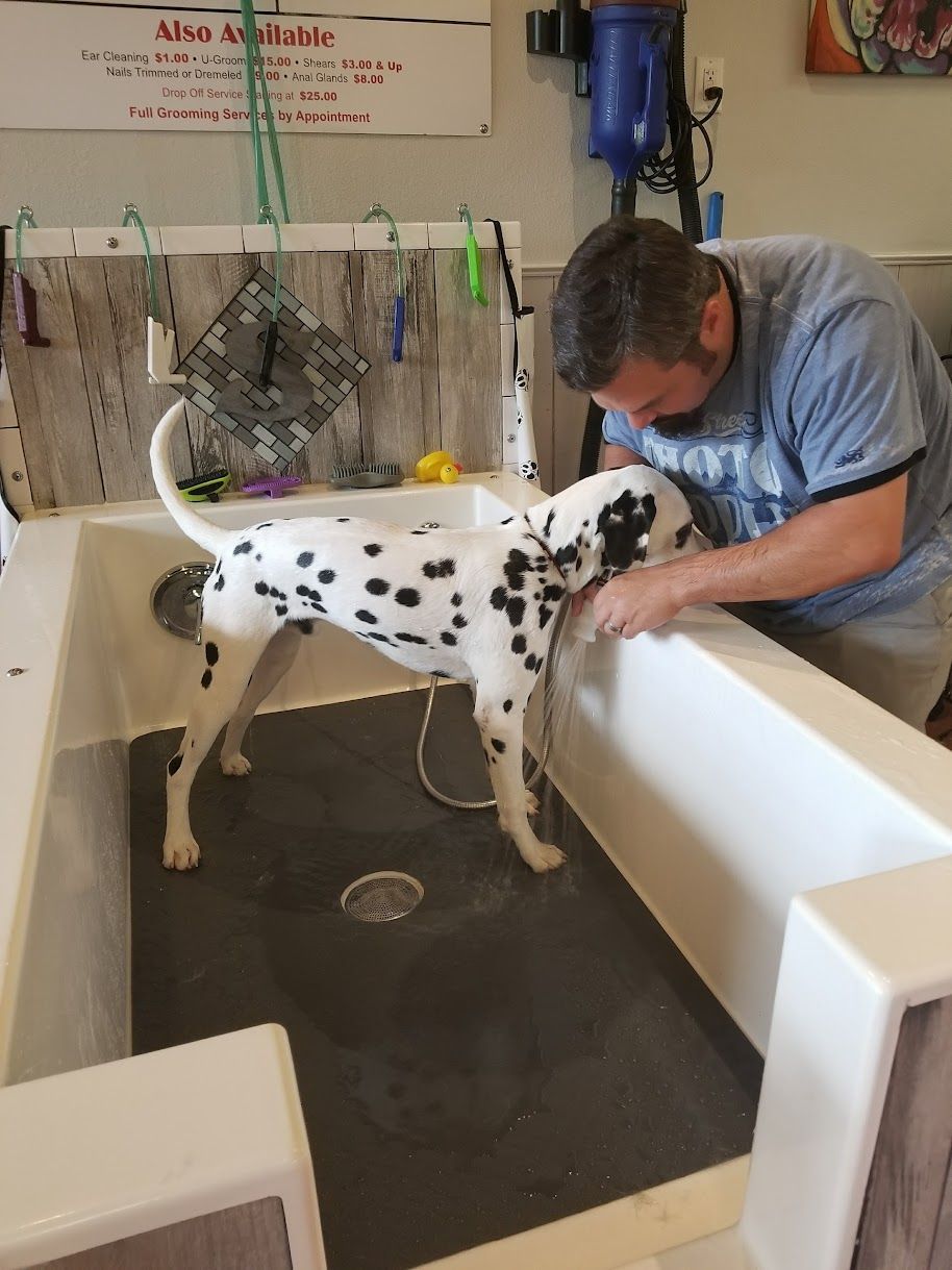 A man is washing a dalmatian dog in a bathtub.