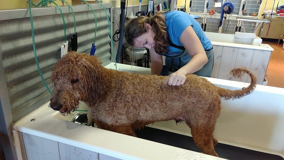 A woman is grooming a brown dog in a bathtub.