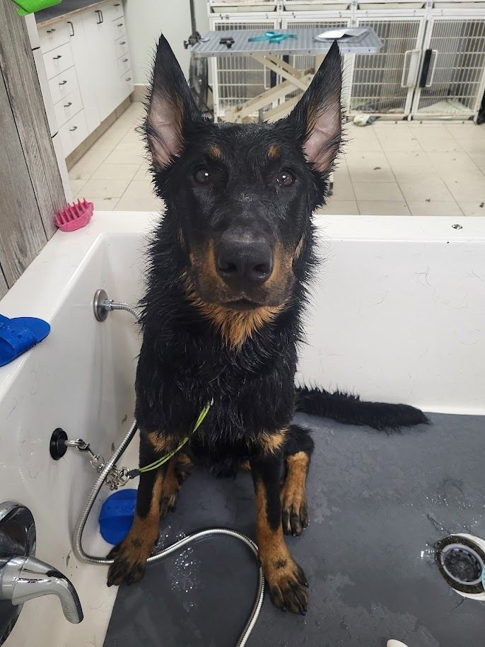 A black and brown dog is sitting in a bathtub looking at the camera.