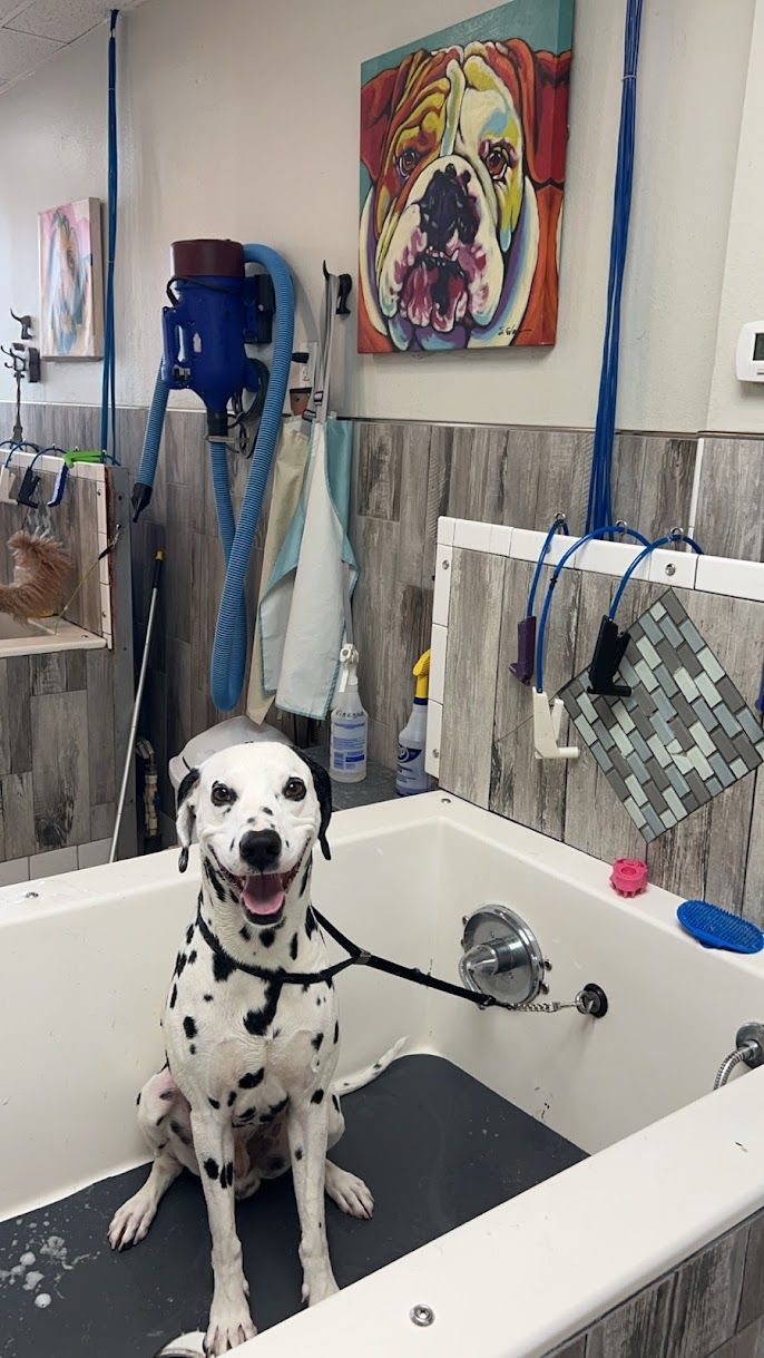 A dalmatian dog is sitting in a bathtub.