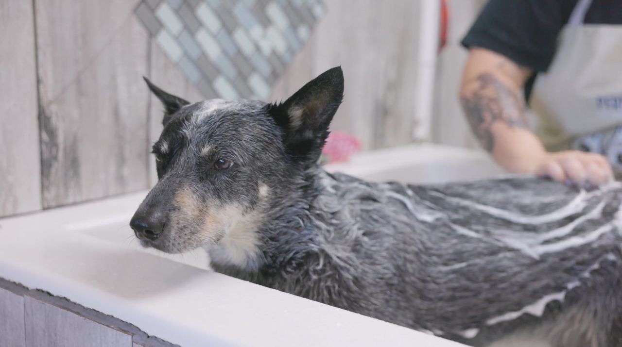 A dog is taking a bath in a bathtub.