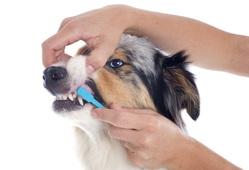 Person brushing a dog's teeth with a blue toothbrush. The dog is looking forward, mouth open.