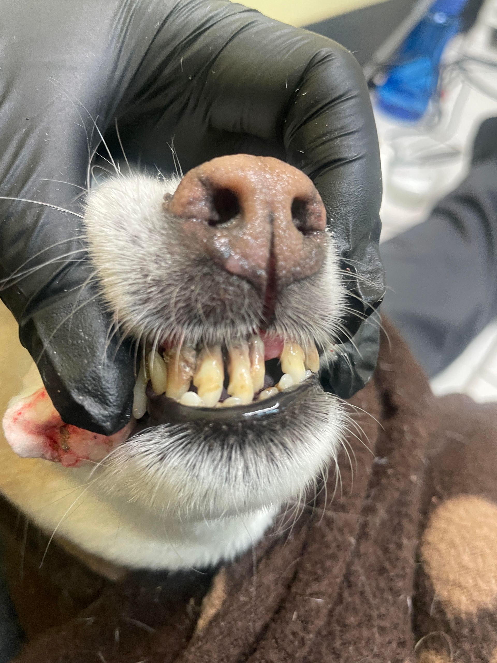 Close-up of a dog's mouth showing severely decayed teeth; a gloved hand holds the muzzle.
