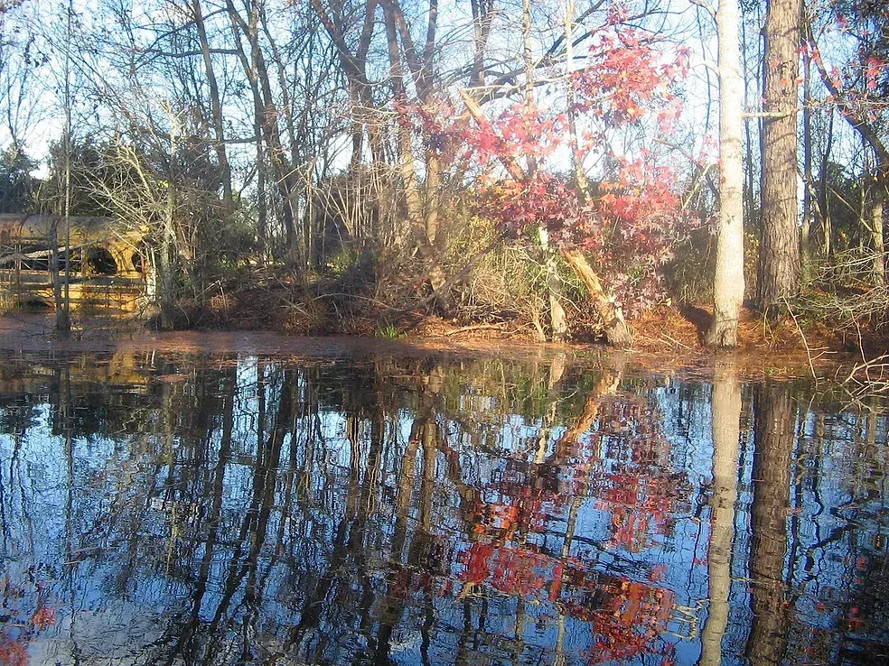 A swamp with trees reflected in the water