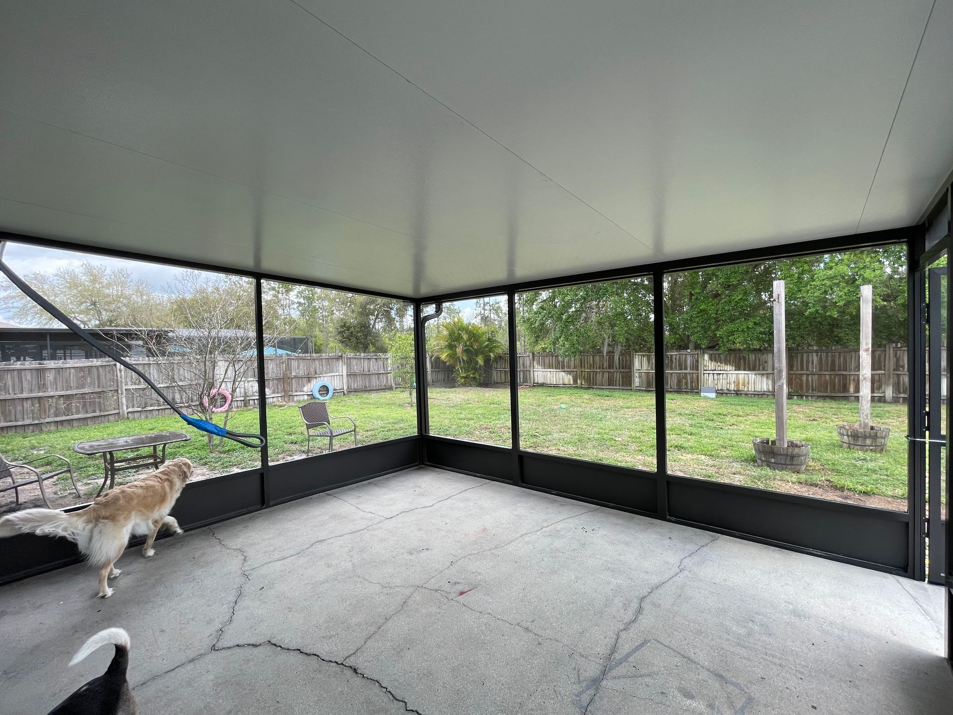 Two dogs stand on a concrete patio inside a screened-in porch, looking out at a grassy backyard with a wooden fence.