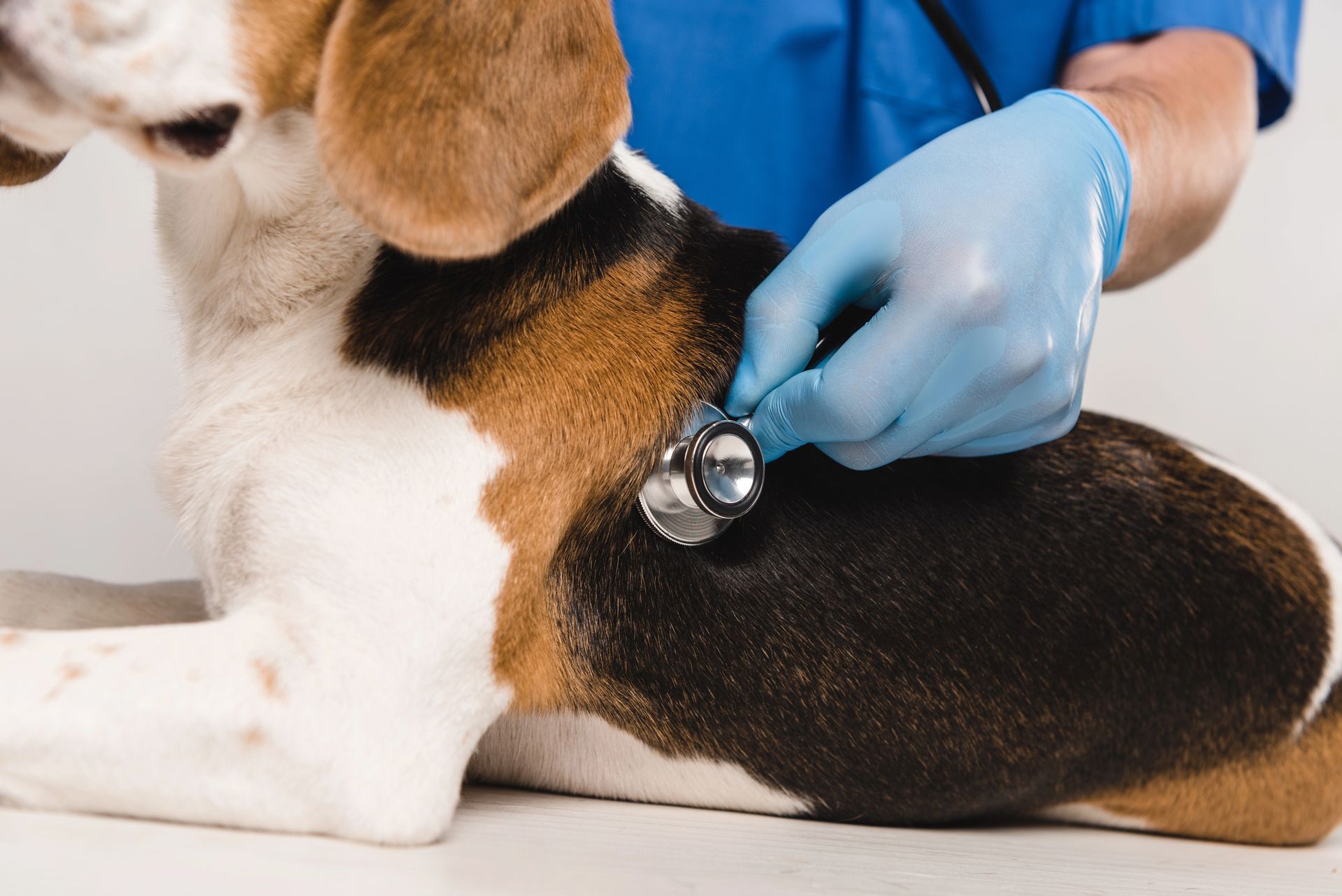 Veterinario che usa lo stetoscopio sul petto di un beagle tricolore durante un controllo medico.