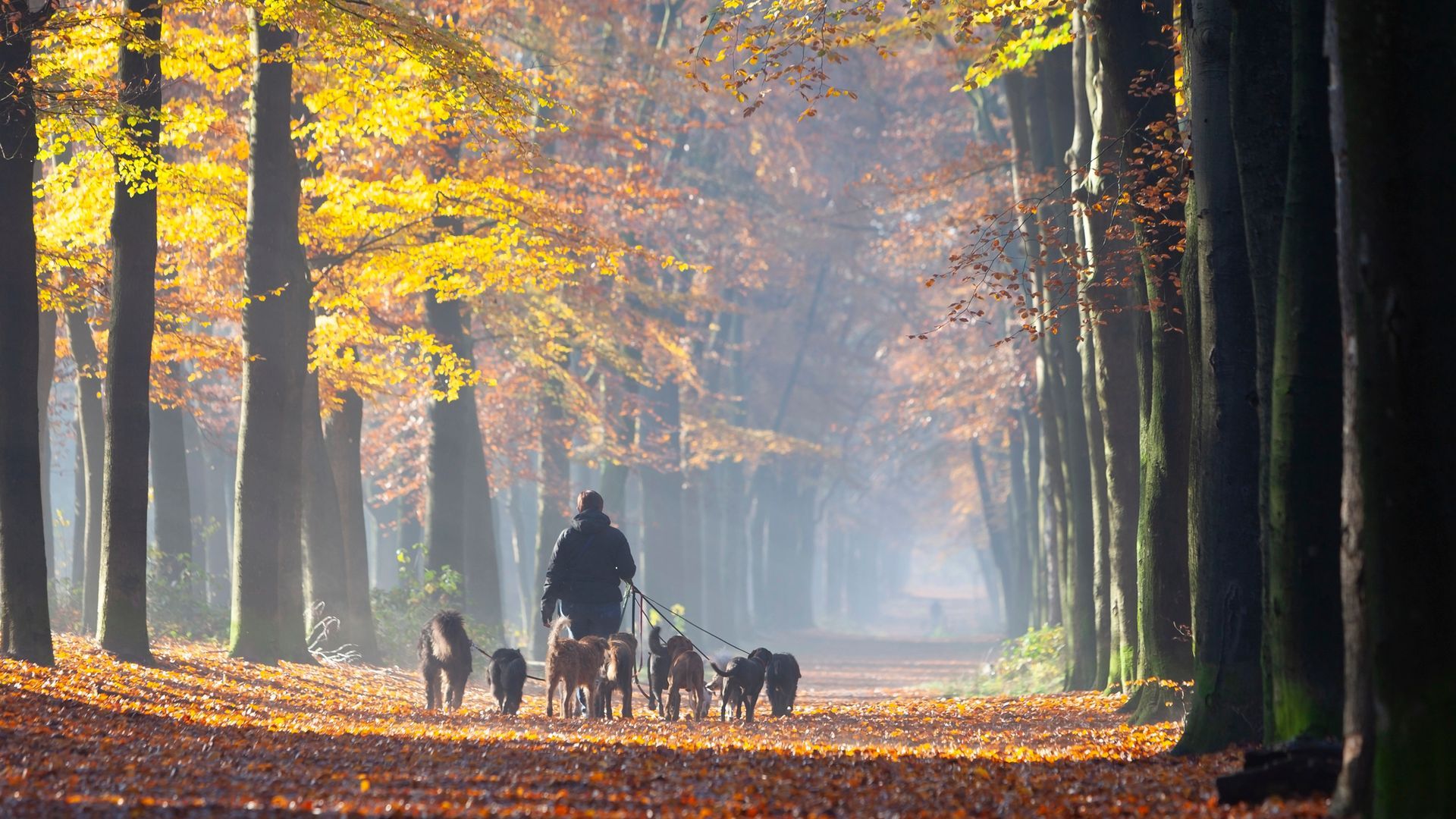 Persona che porta a spasso diversi cani al guinzaglio lungo un sentiero nel bosco con fogliame autunnale.