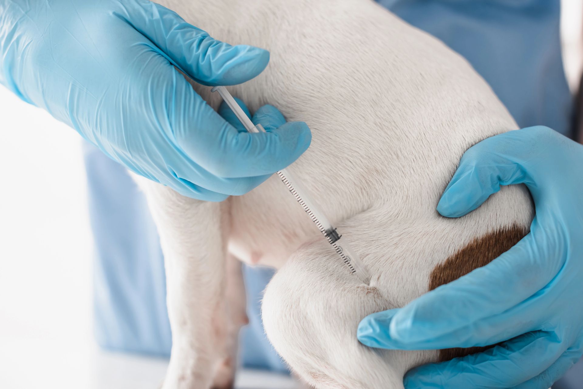 Un veterinario che pratica un'iniezione sul fianco di un cane bianco, con le mani avvolte in guanti blu.