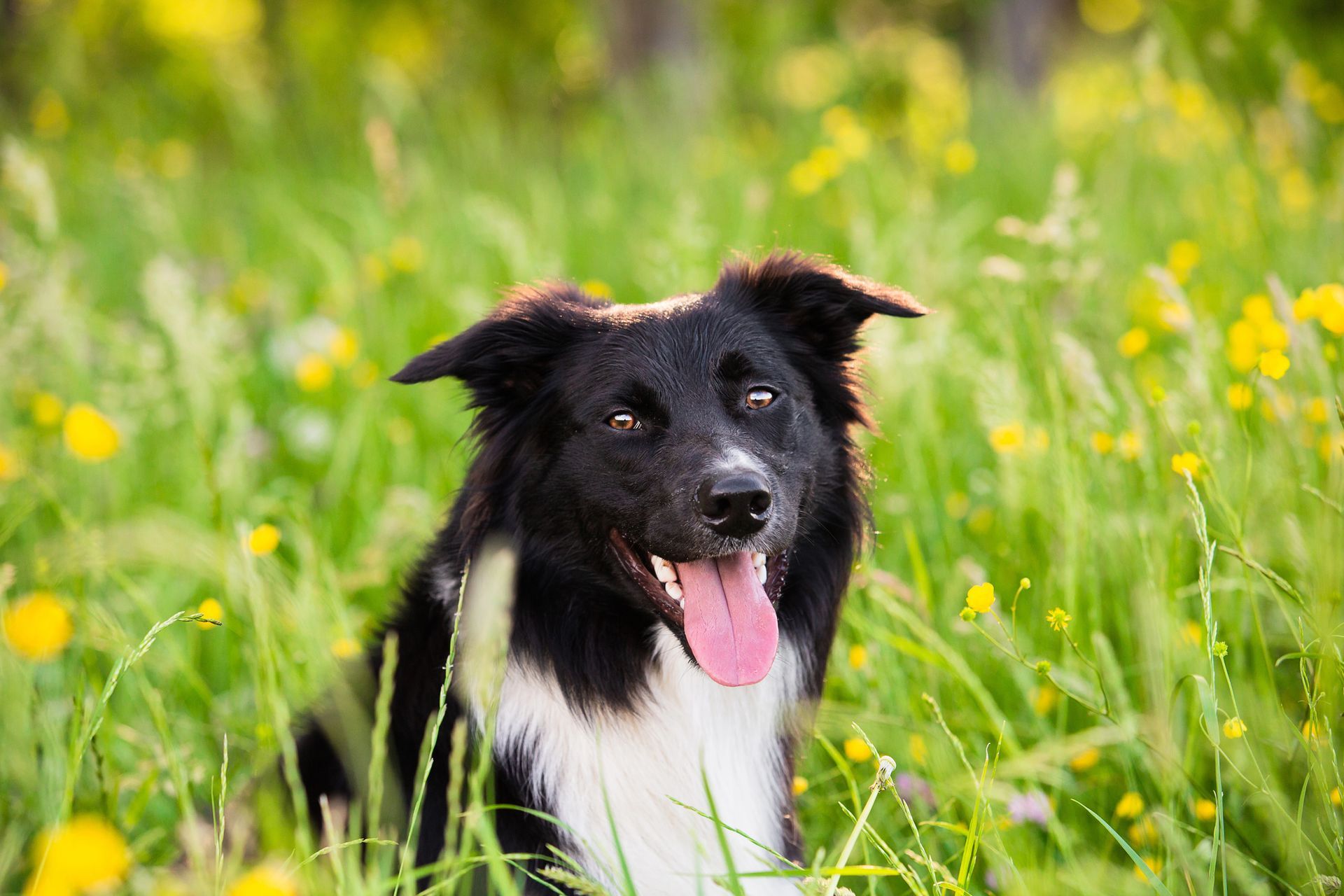 Cane bianco e nero con la lingua di fuori in un campo di erba verde e fiori gialli.